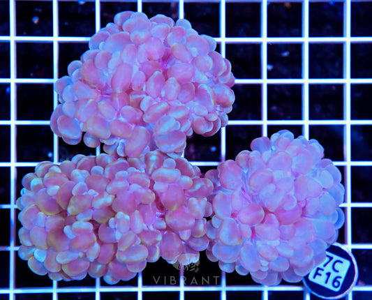 Bubble Coral INDO W