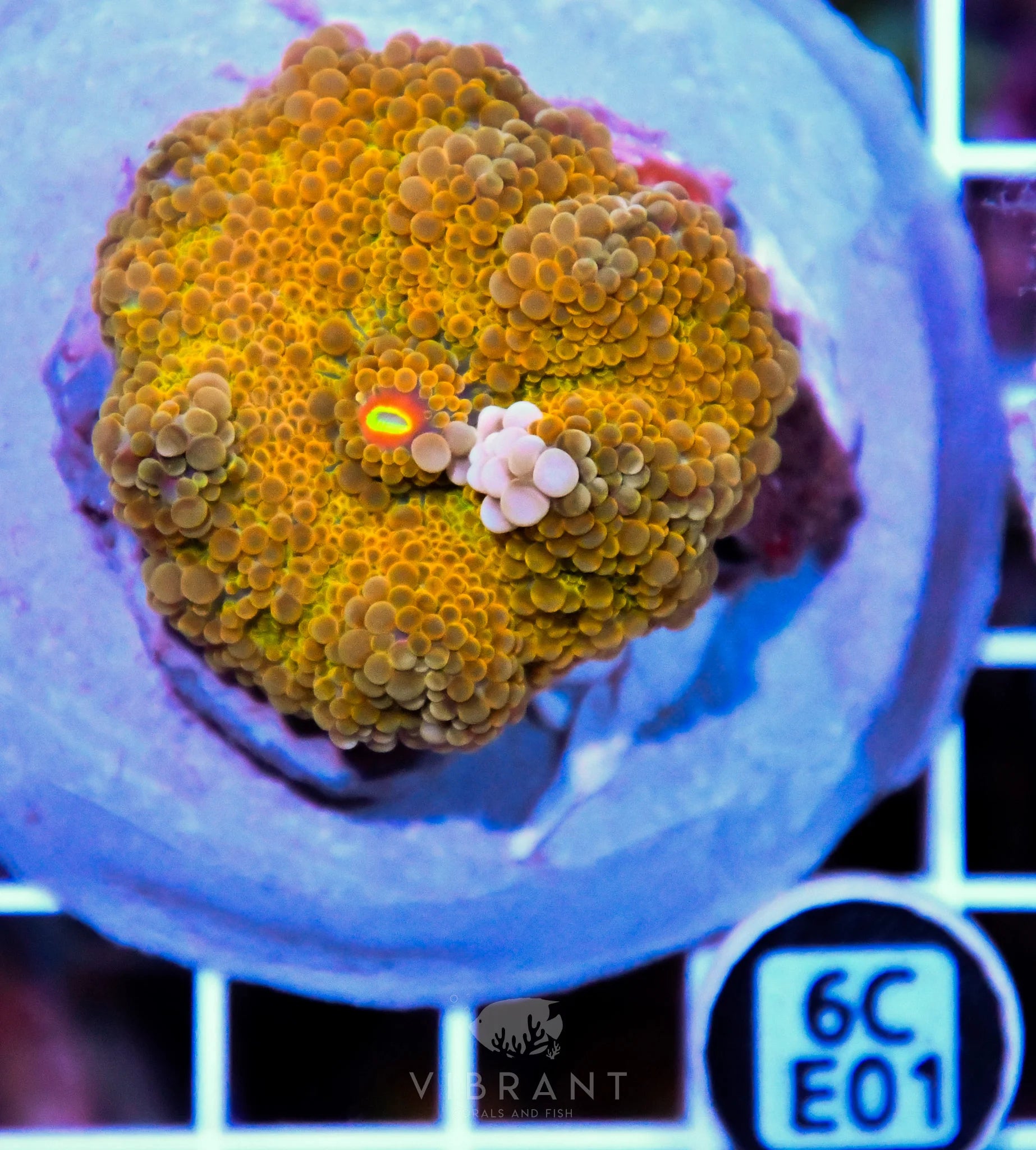 Mushroom INDO