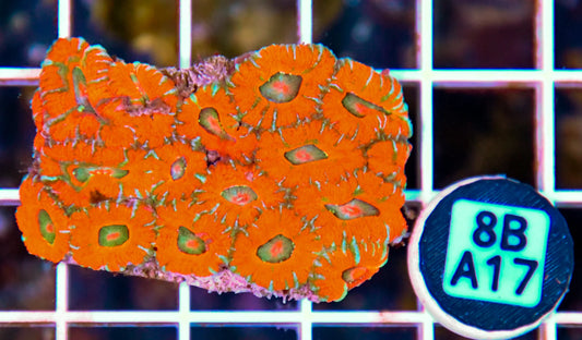 Micromussa WAUS