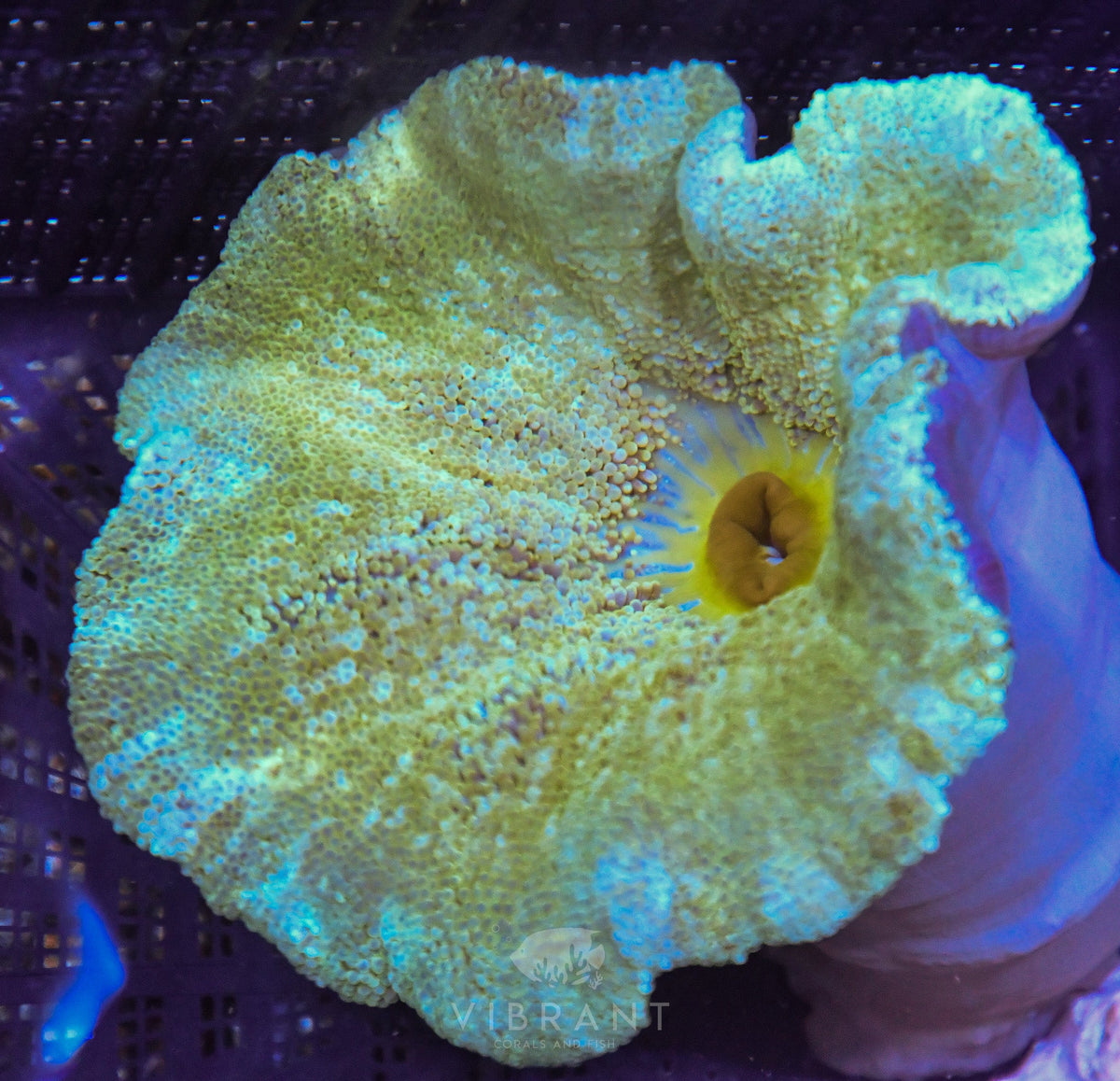 Carpet Anemone