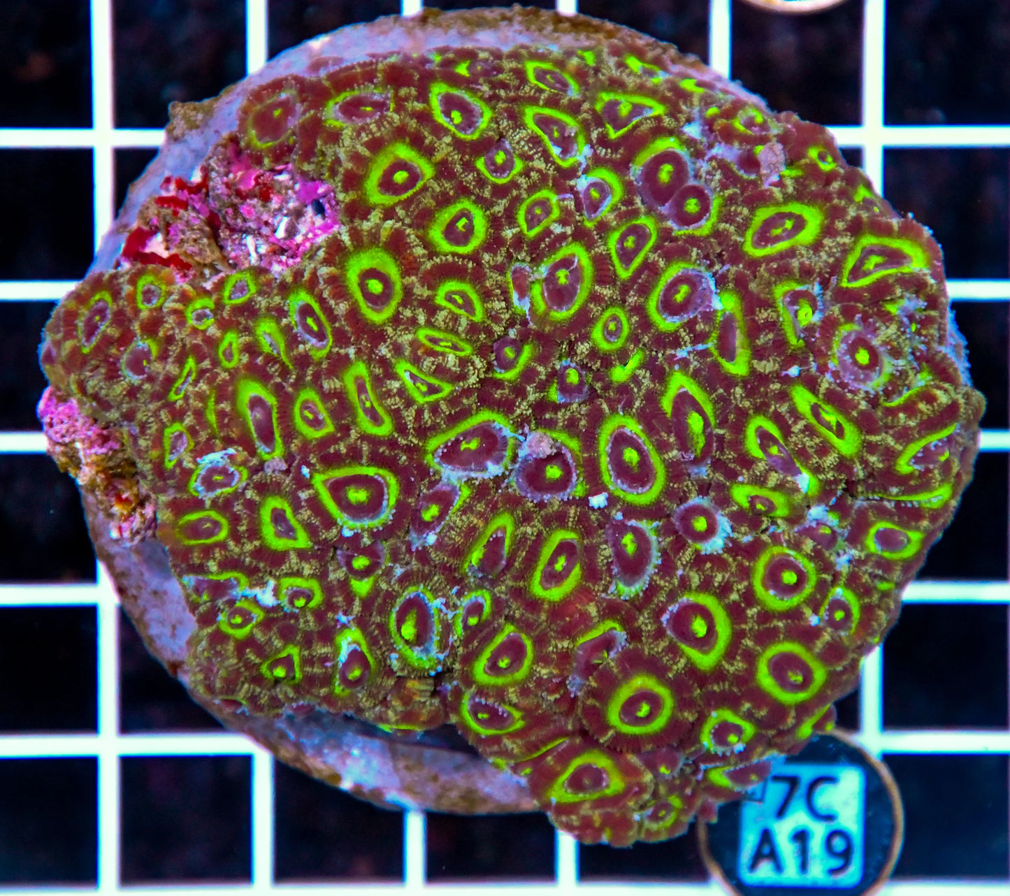 Micromussa INDO