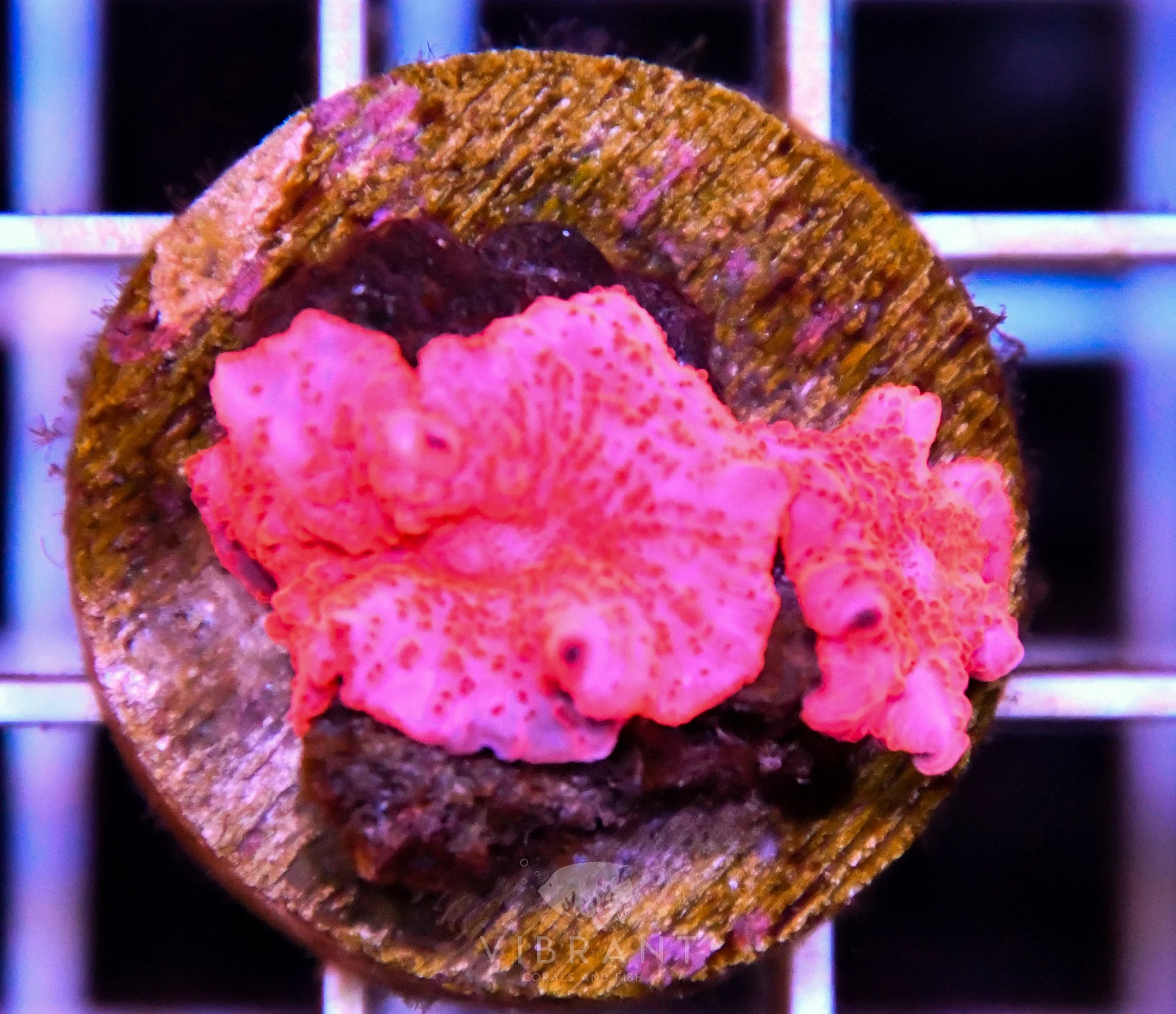 Mushroom STRIPPER LIPS 2pp SAMPLE