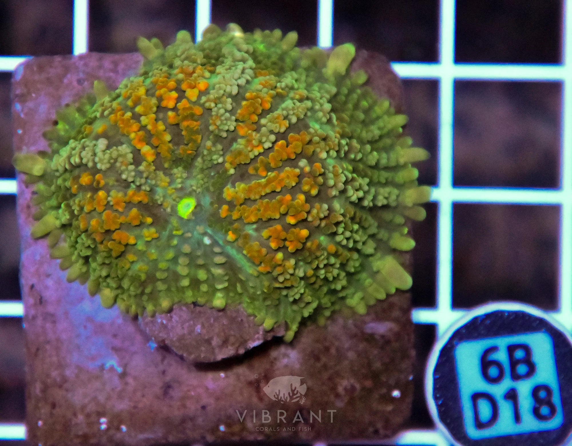 Mushroom INDO