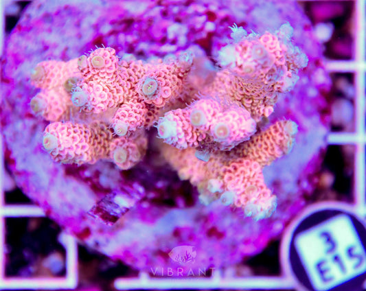 Acro INDO