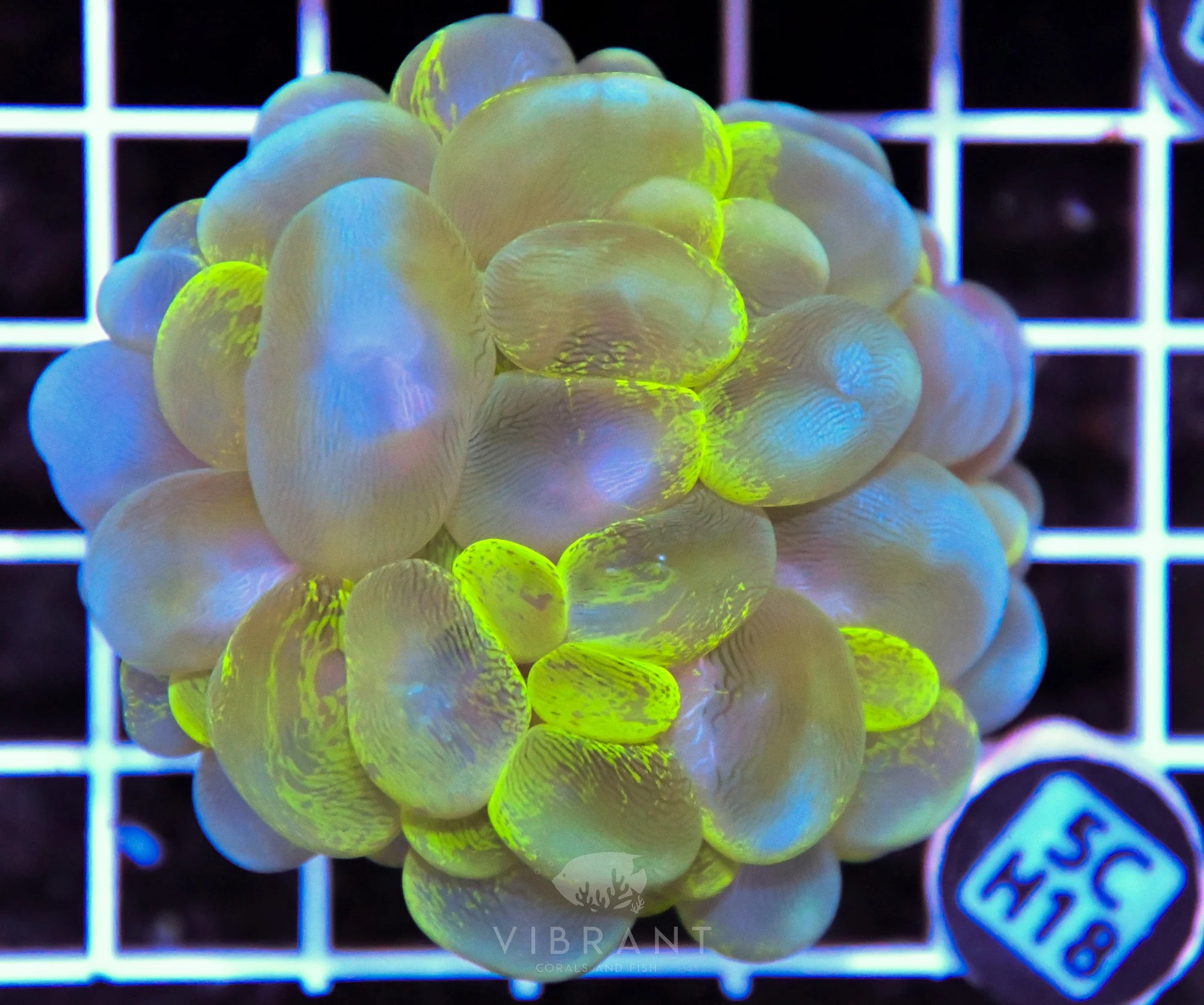 Bubble Coral AUS