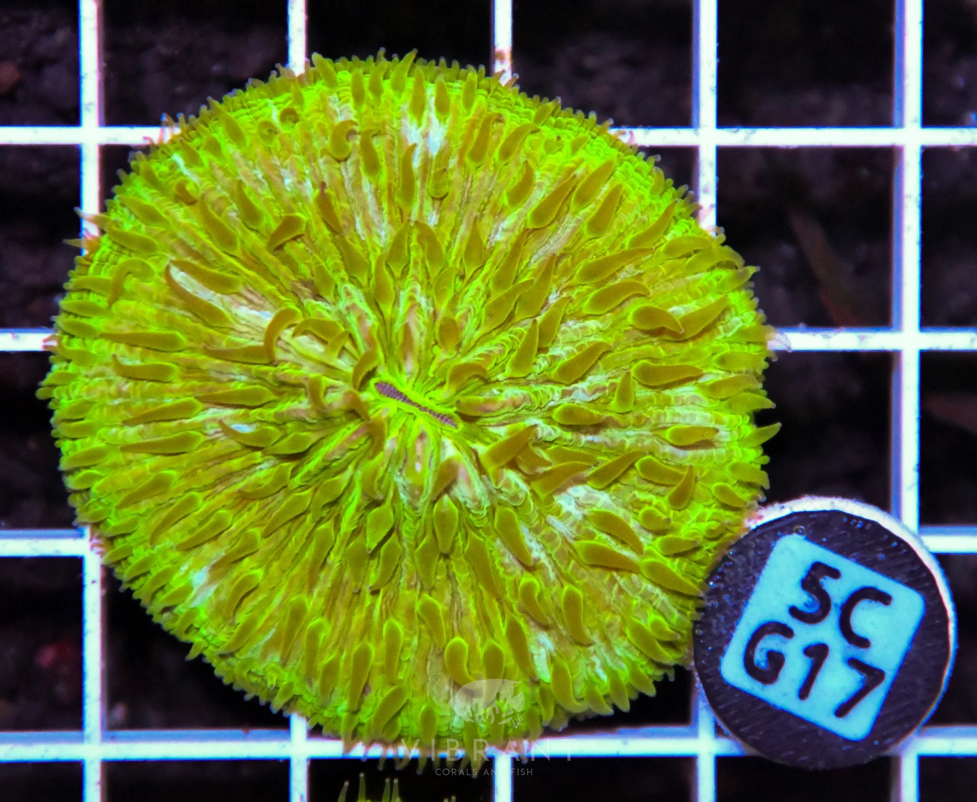 Fungia AUS