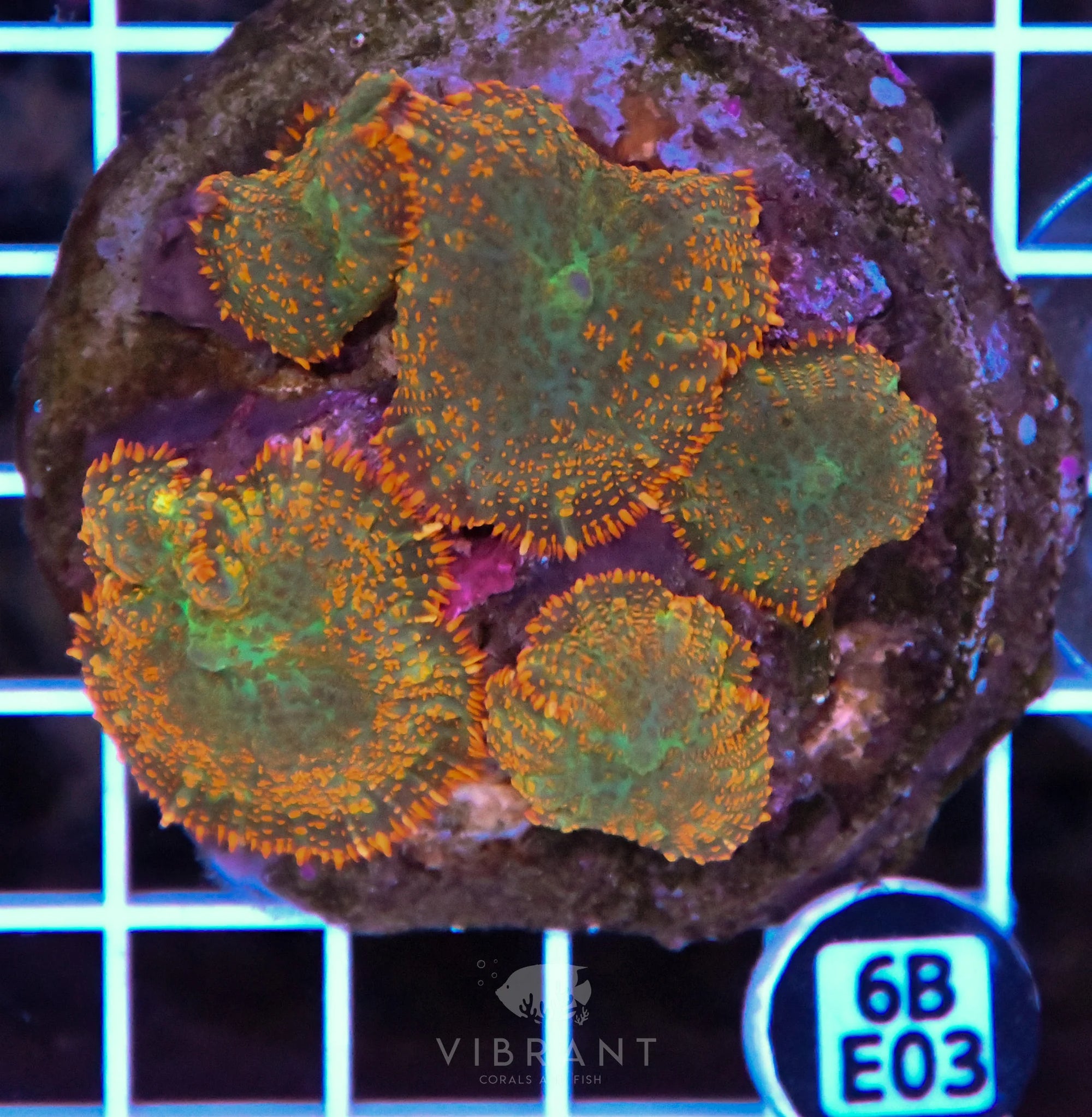 Mushroom INDO