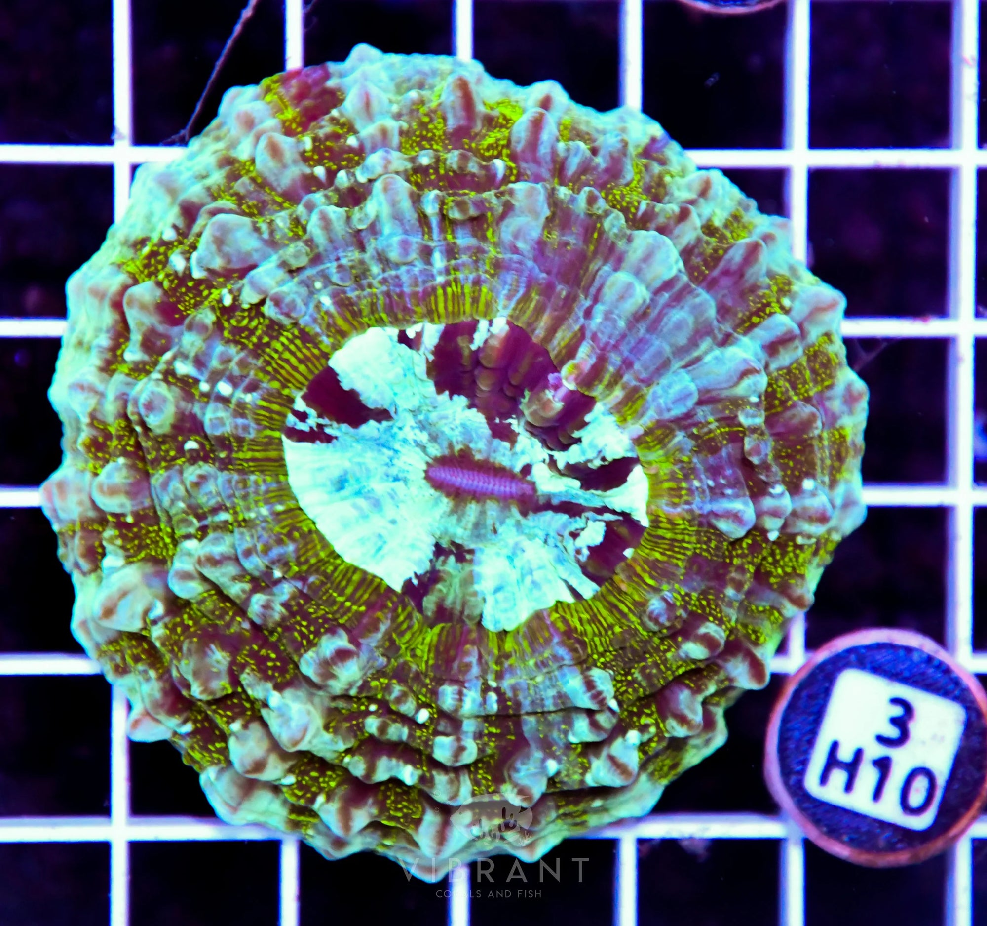 Acanthophyllia AUS