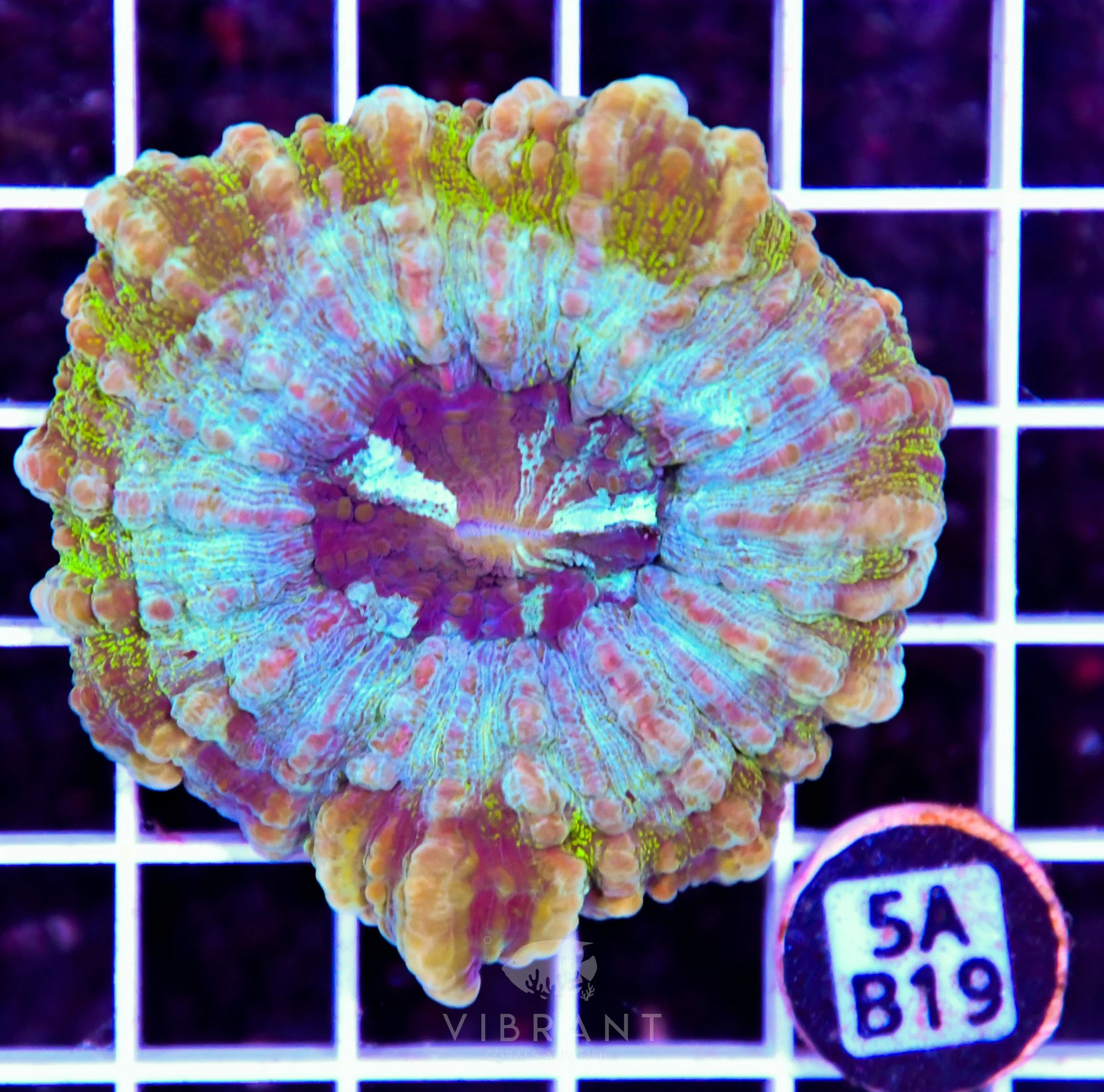 Acanthophyllia AUS