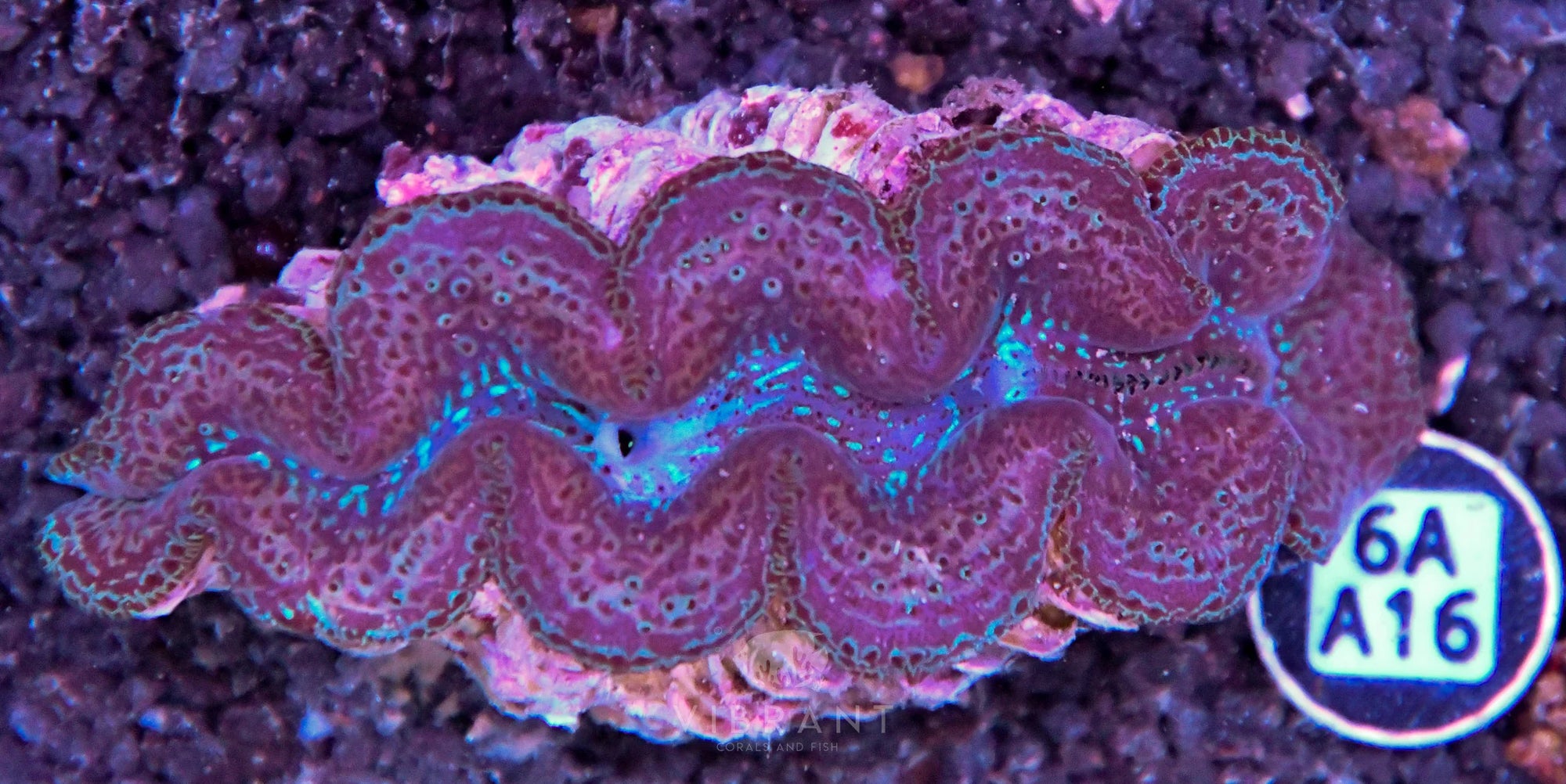Clam NINGALOO