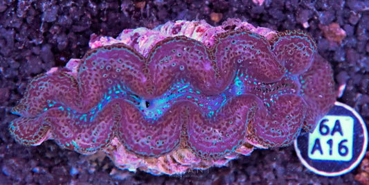 Clam NINGALOO