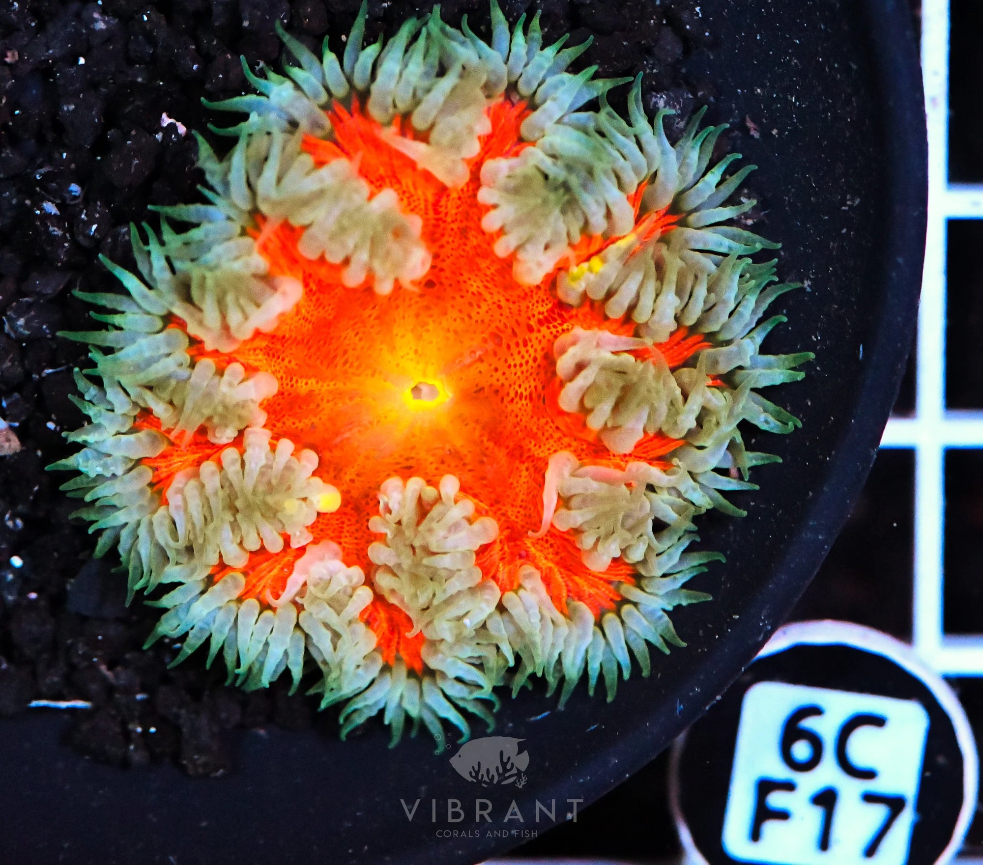 Rock Flower Anemone