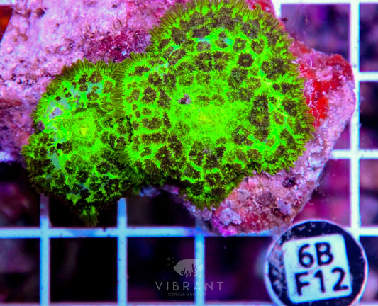 Mushroom INDO