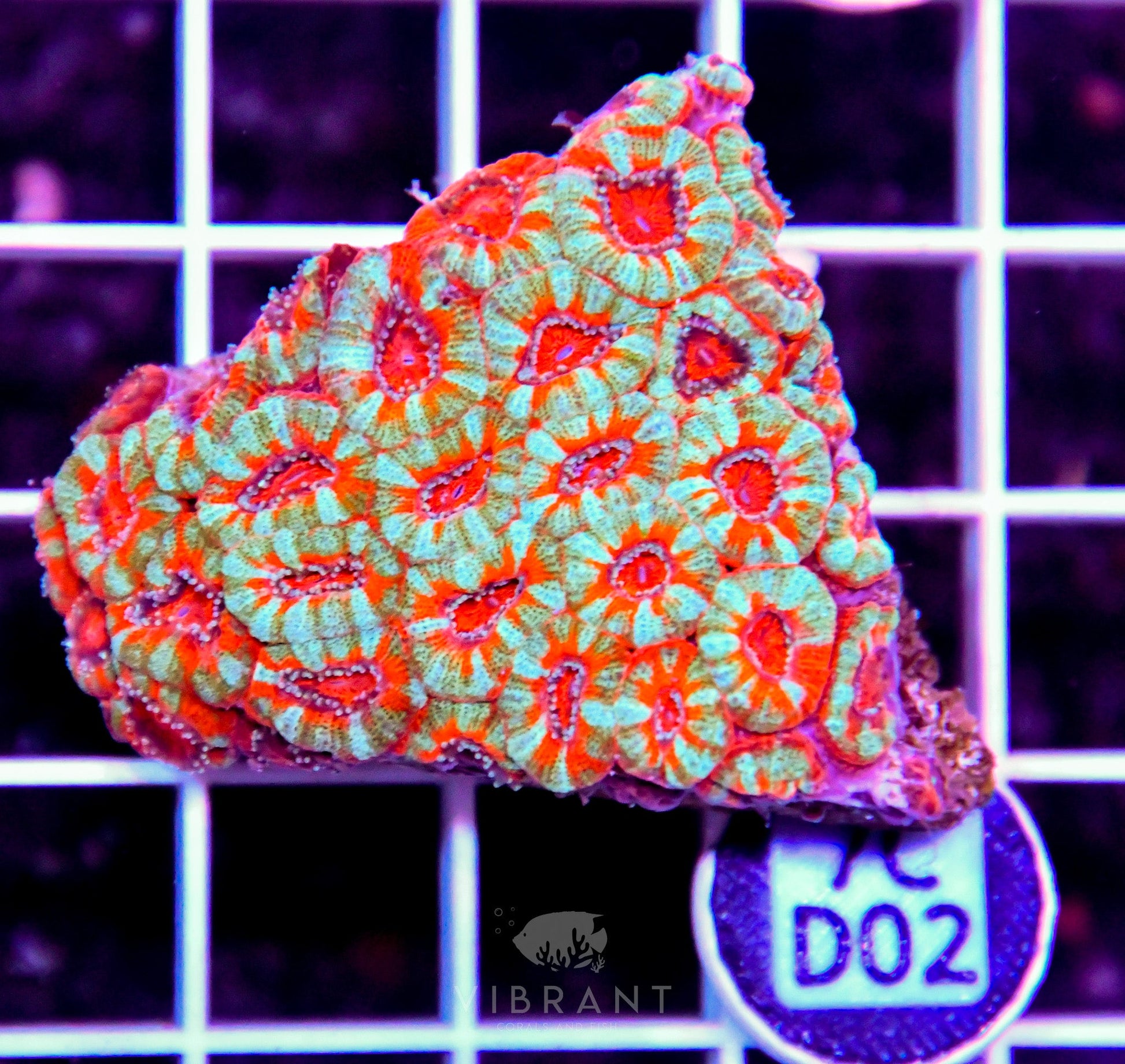 Micromussa INDO
