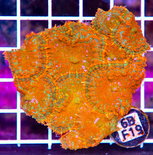 Mushroom INDO