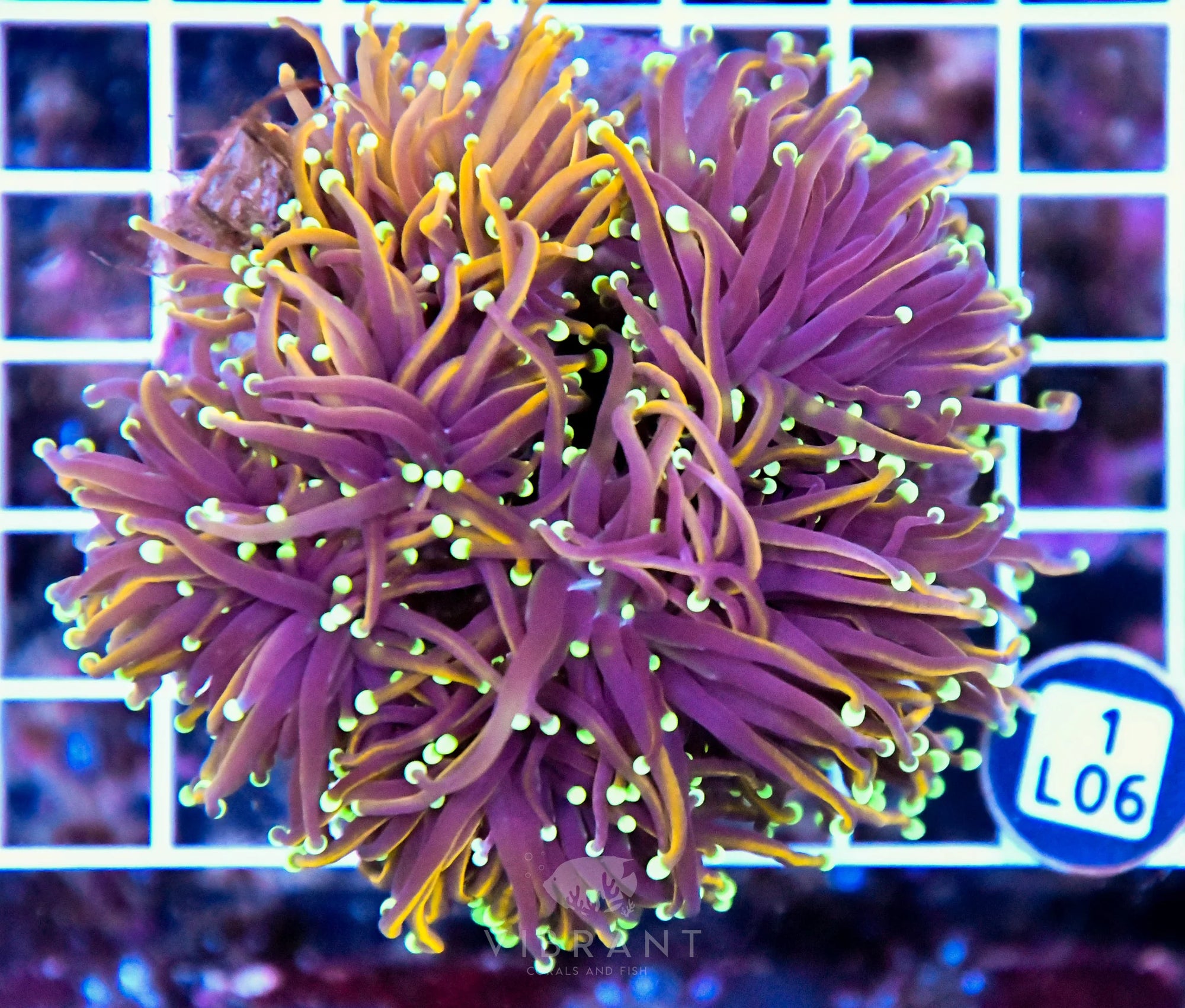 Torch INDO Colony