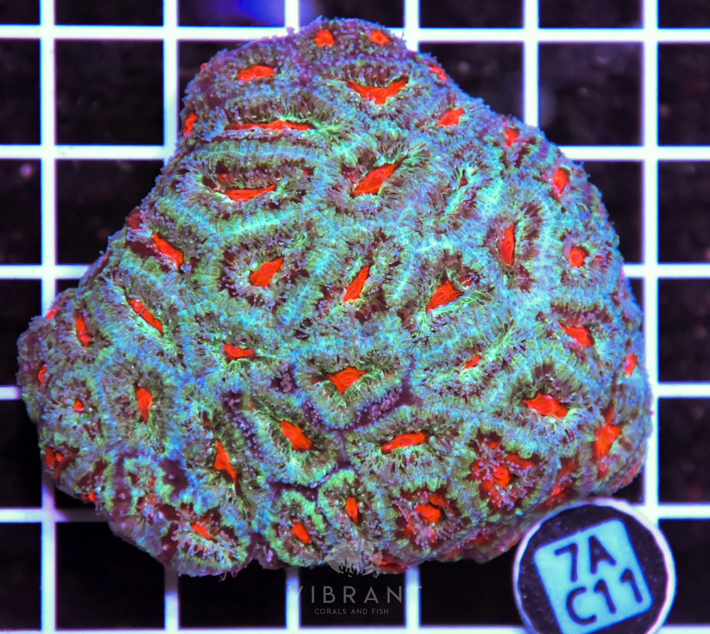 Acan Lord AUS