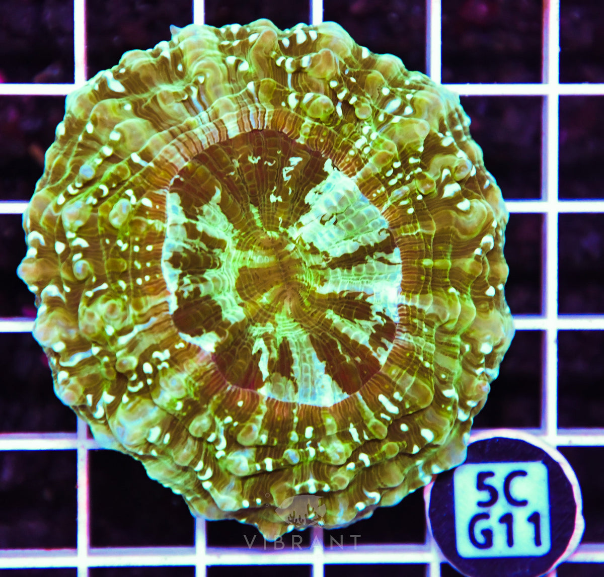 Acanthophyllia AUS