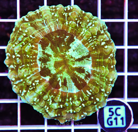Acanthophyllia AUS