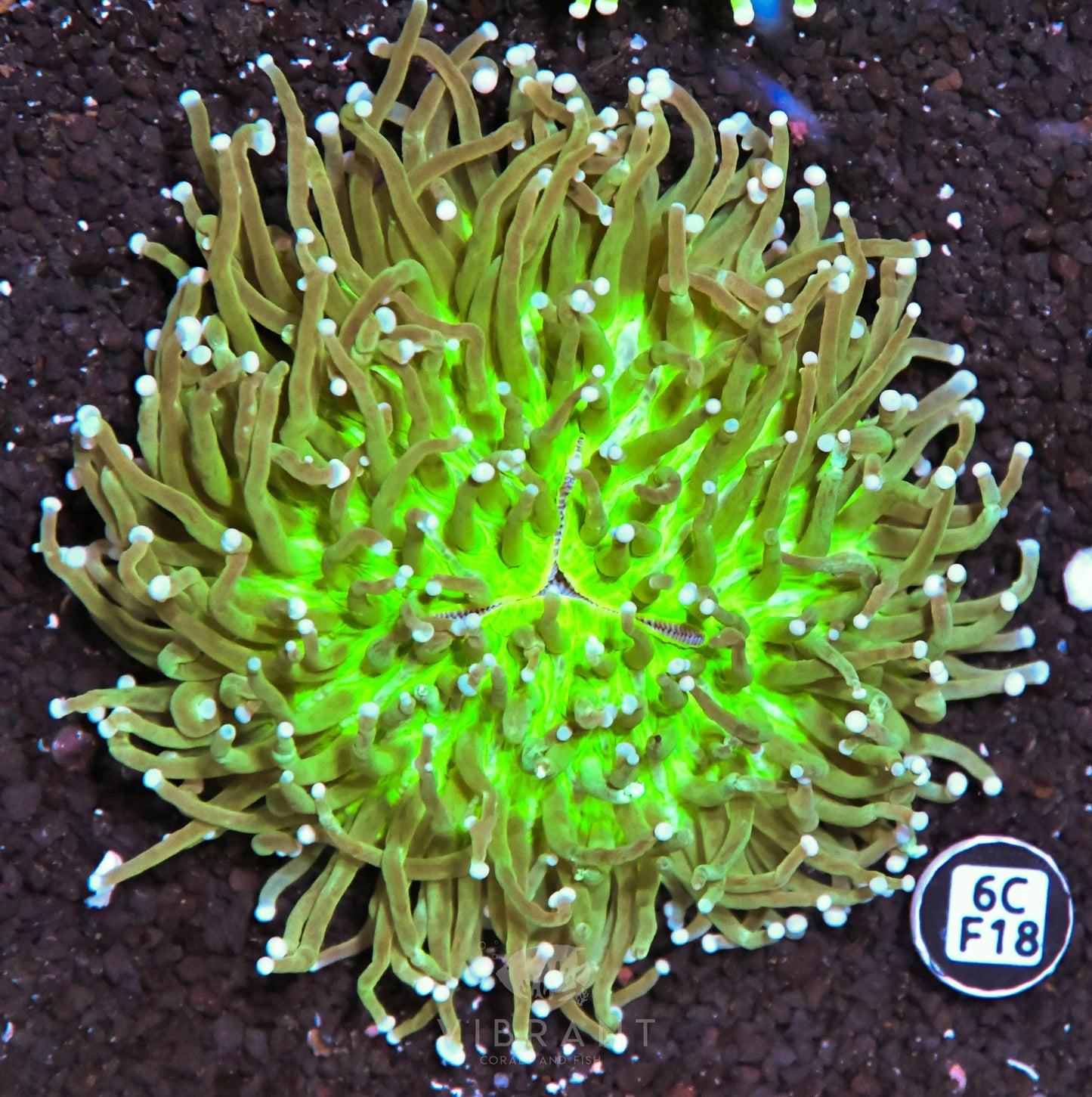 Heliofungia AUS