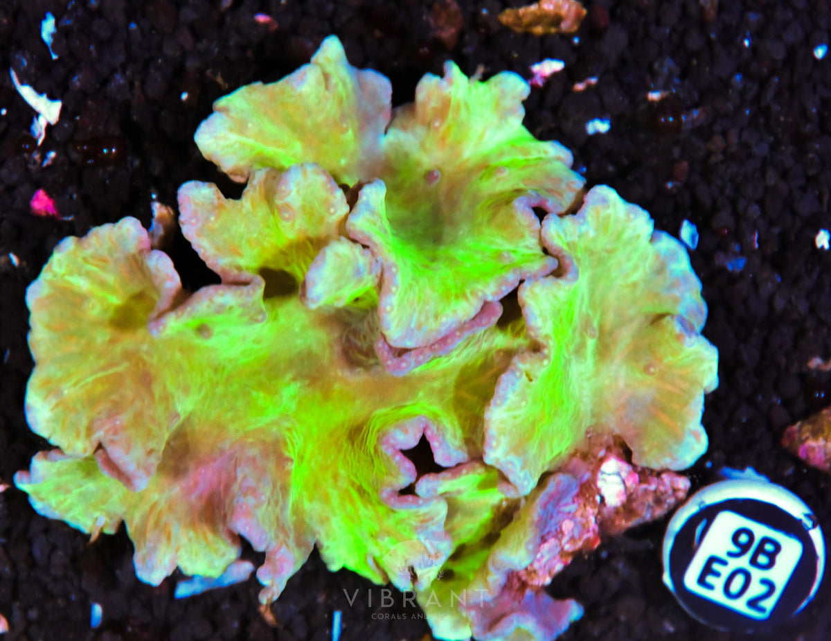 Cabbage Coral INDO W
