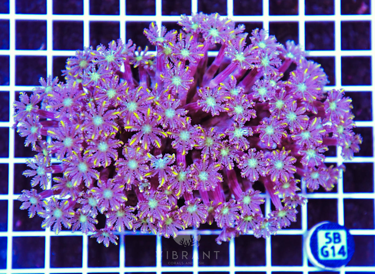 Clove Polyp INDO