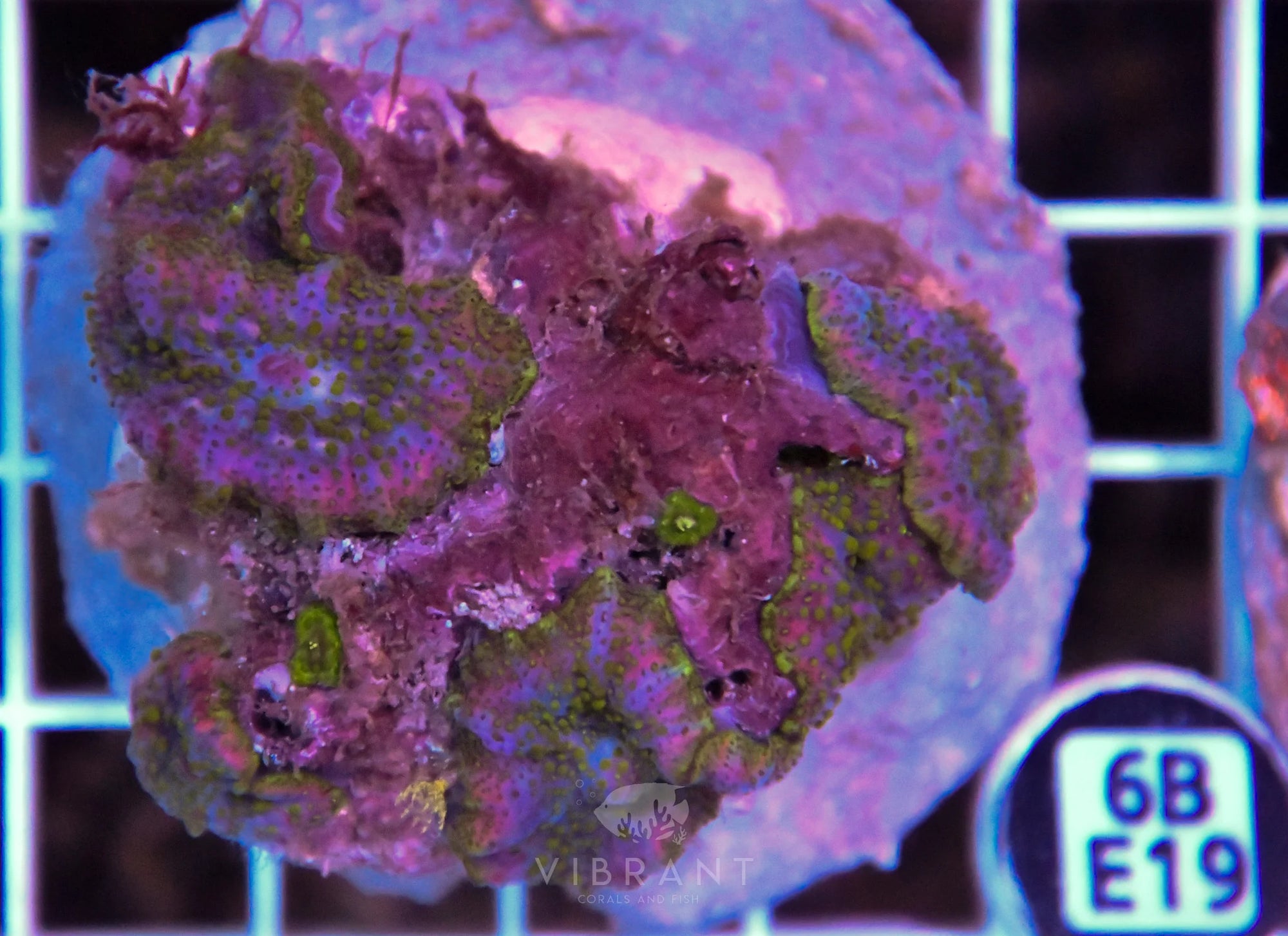 Mushroom INDO