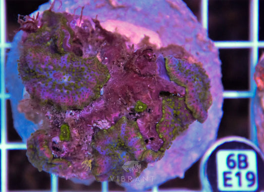 Mushroom INDO