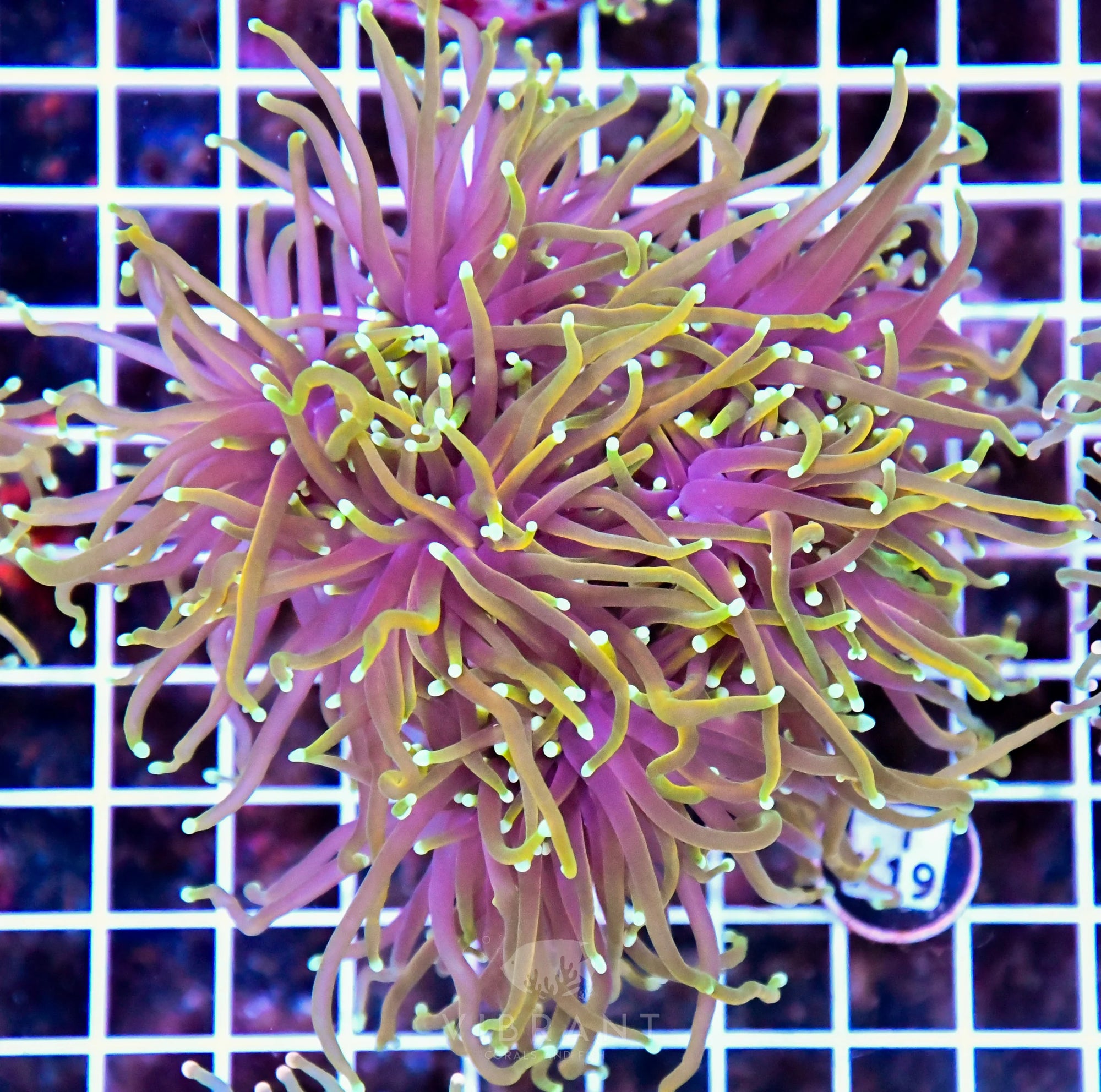 Torch INDO Colony