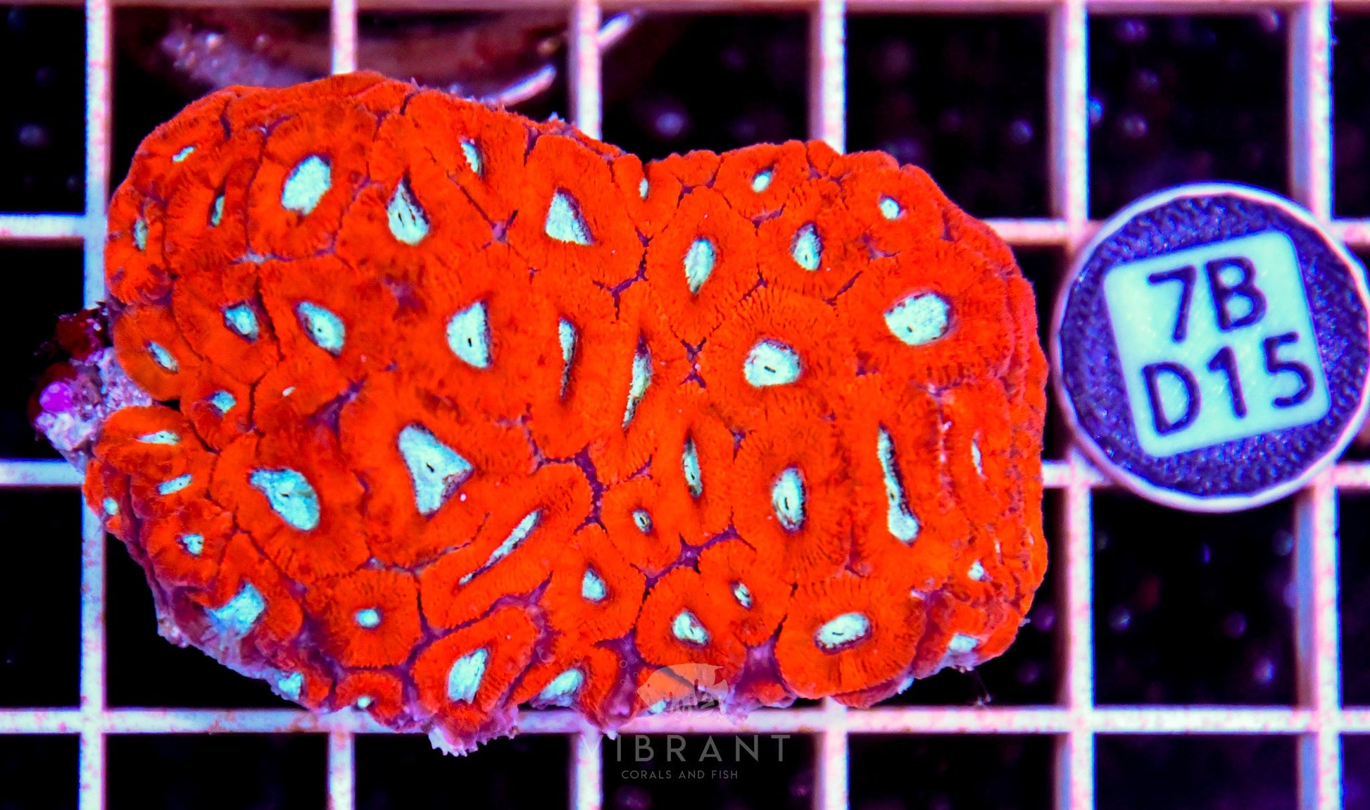 Micromussa INDO
