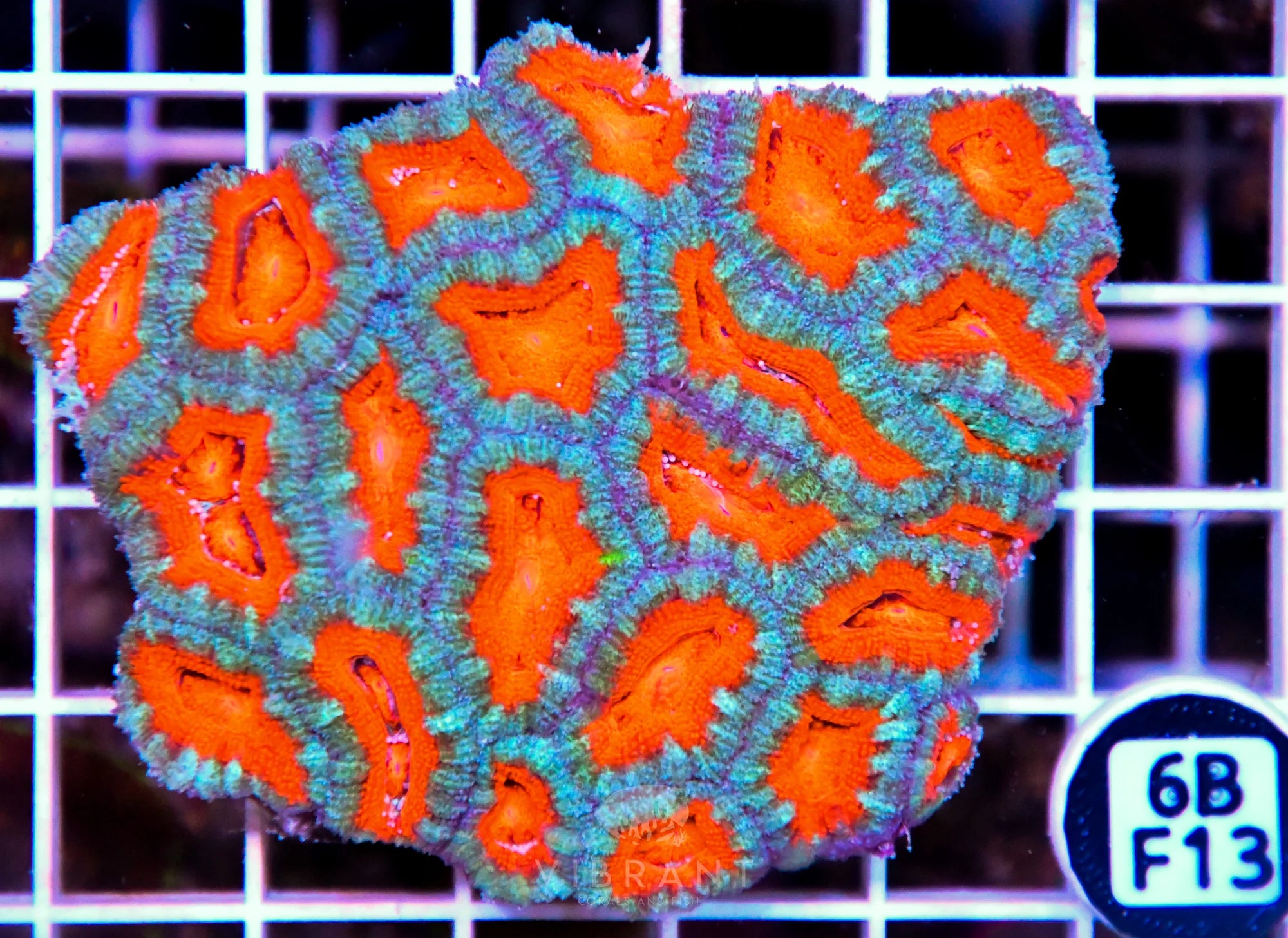 Acan Lord AUS