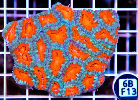 Acan Lord AUS