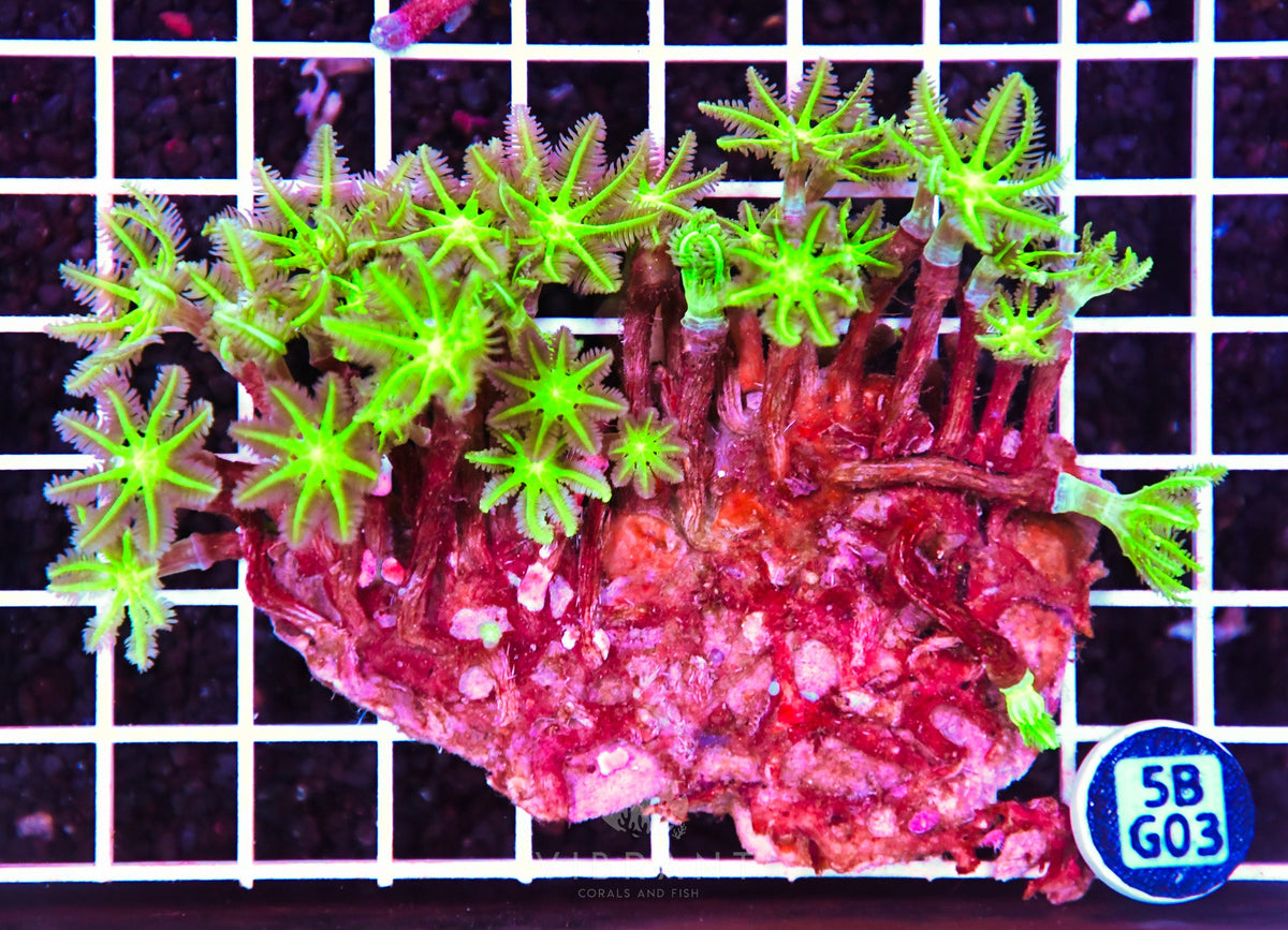 Clove Polyp INDO