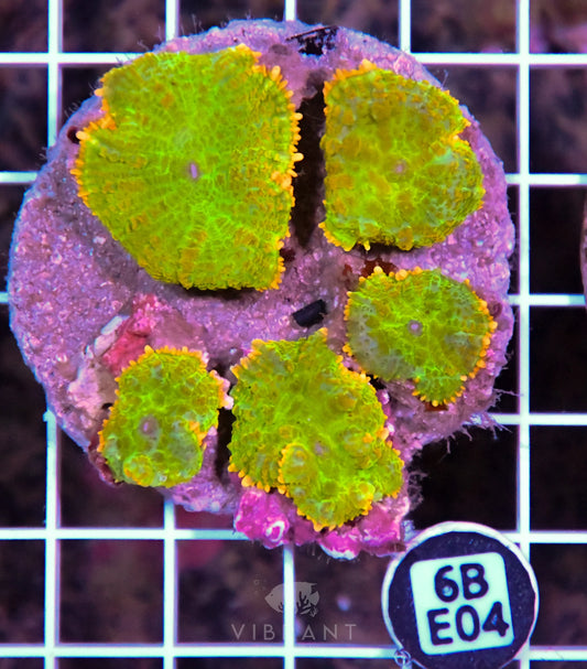Mushroom INDO