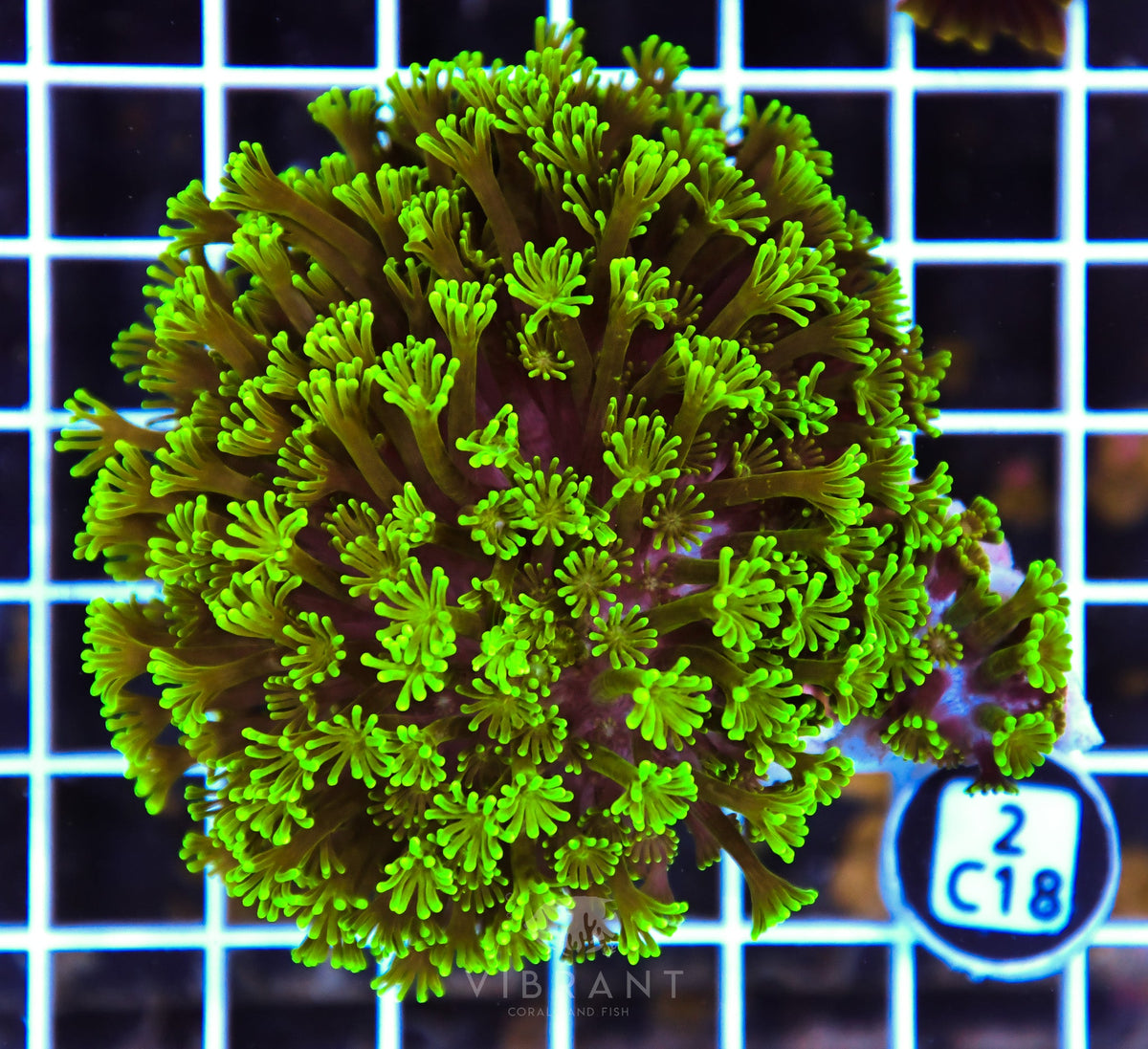 Alveopora AUS