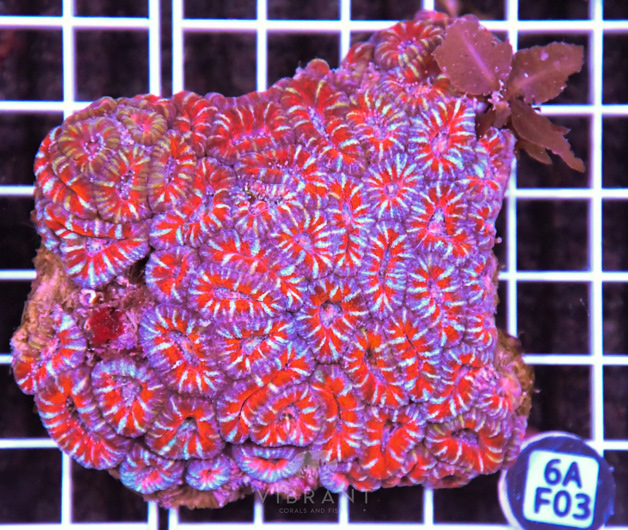 Acan Lord AUS