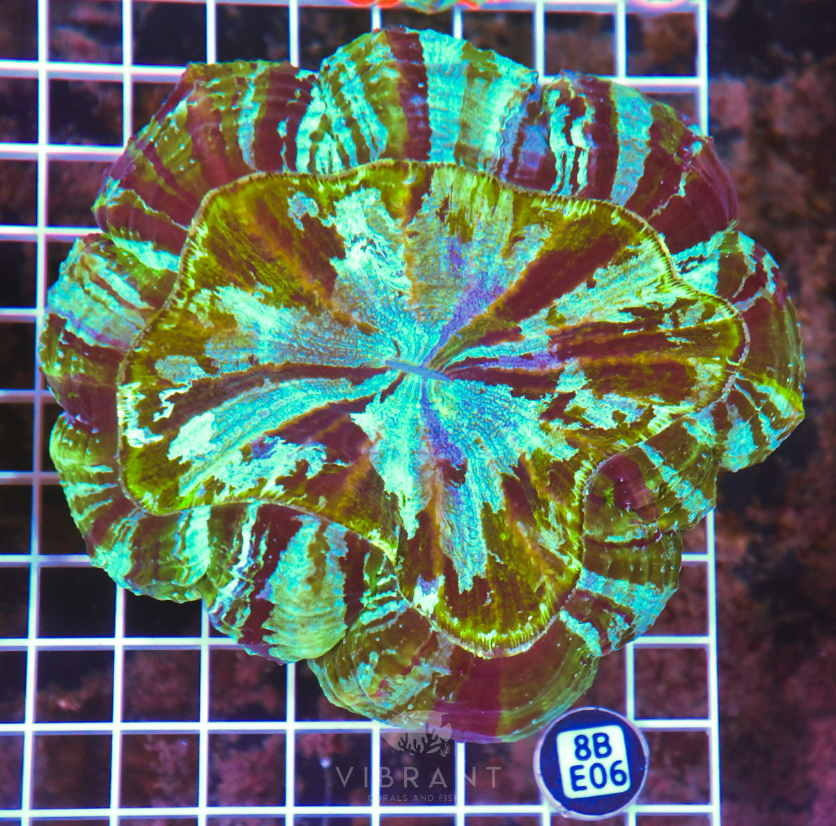 Acanthophyllia INDO