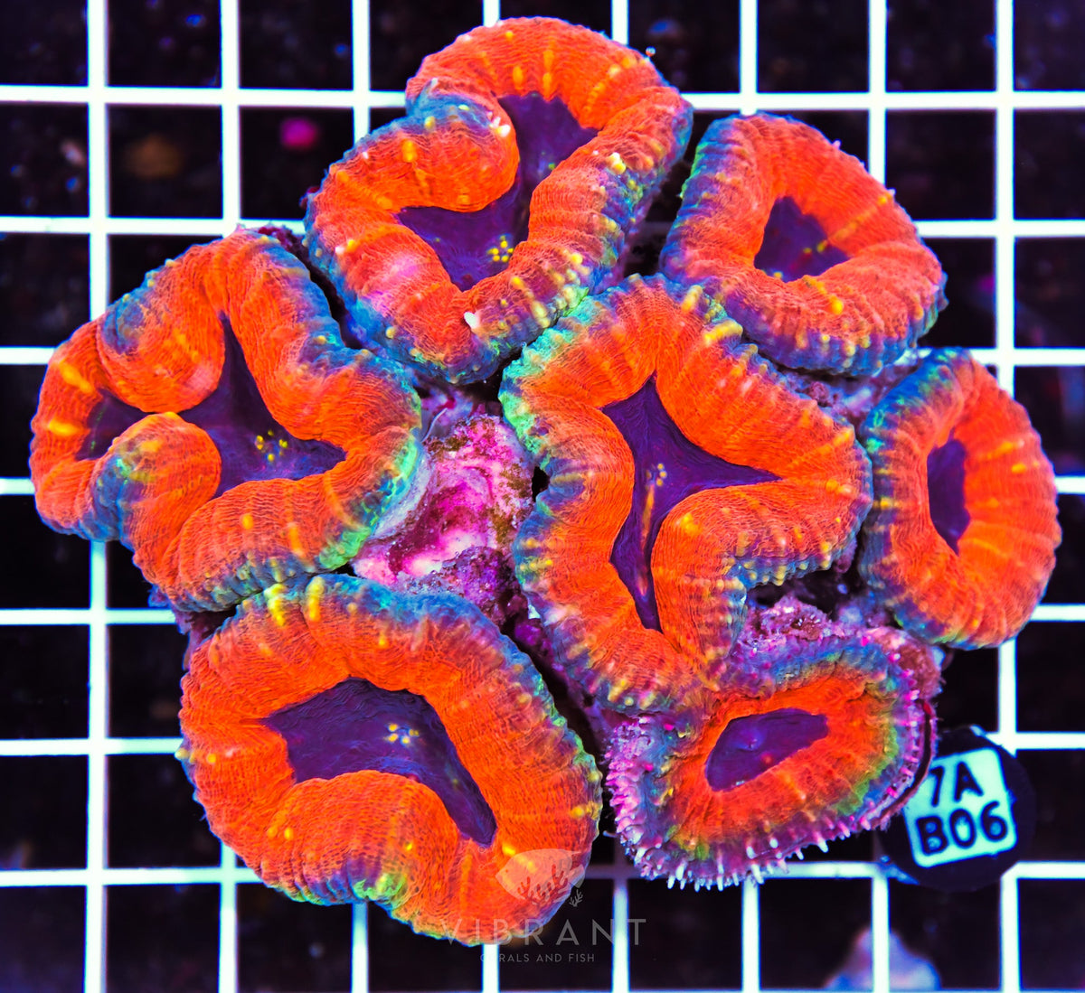 Lobophyllia AUS