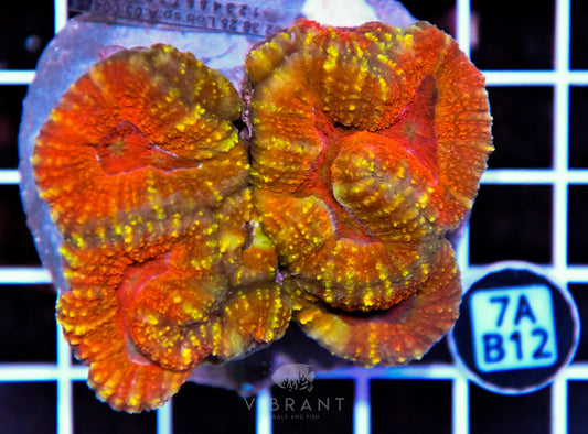 Symphyllia INDO