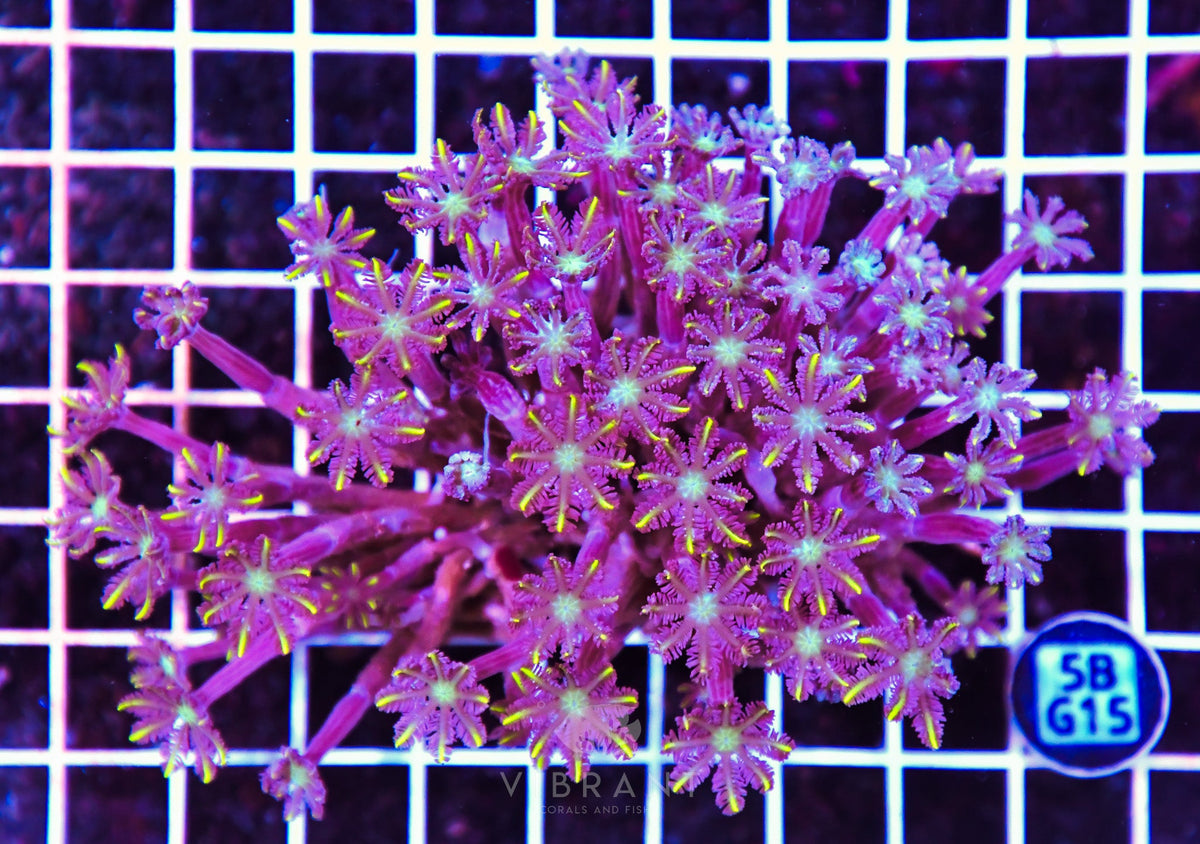 Clove Polyp INDO