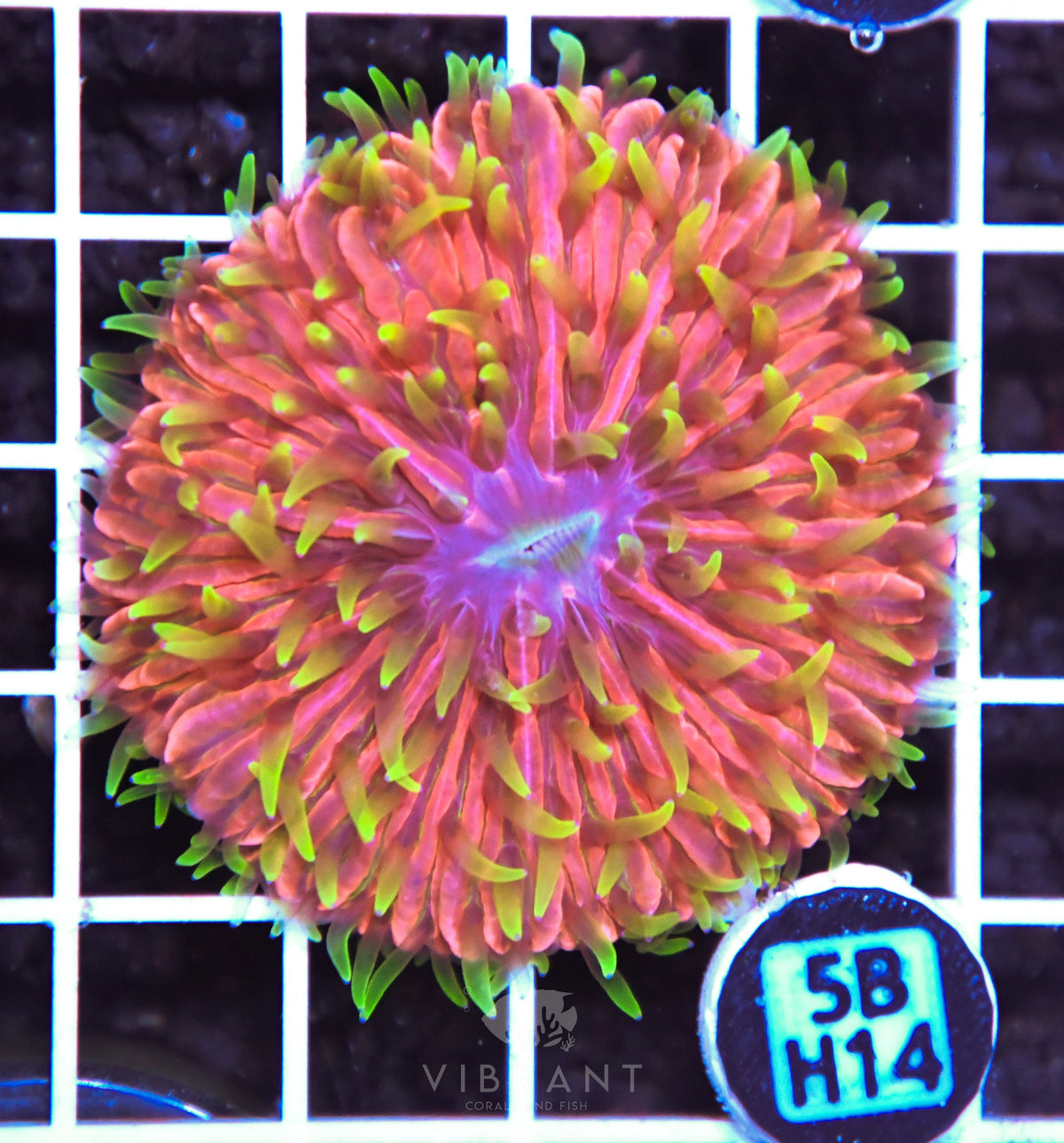 Fungia INDO
