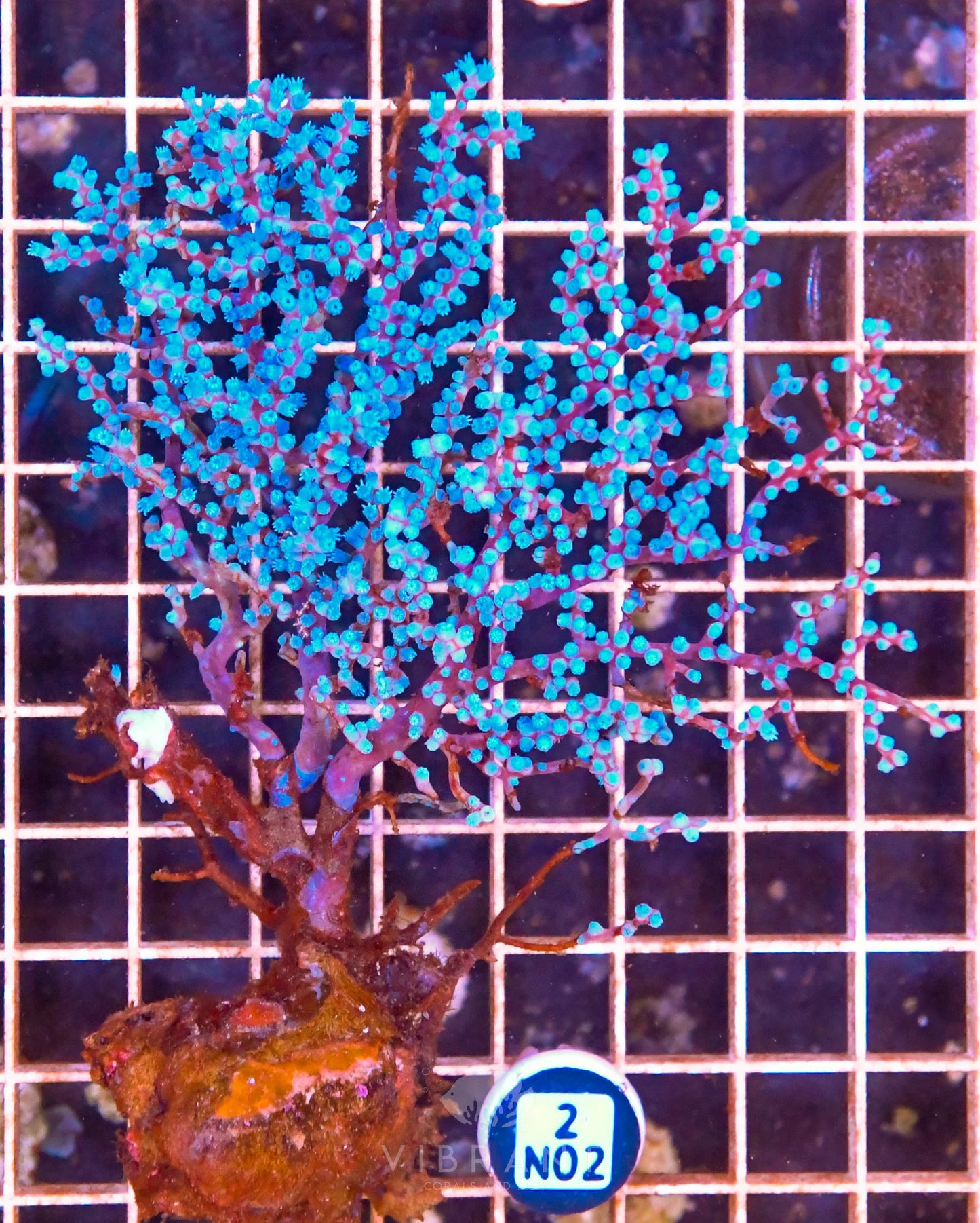 Gorgonian INDO W