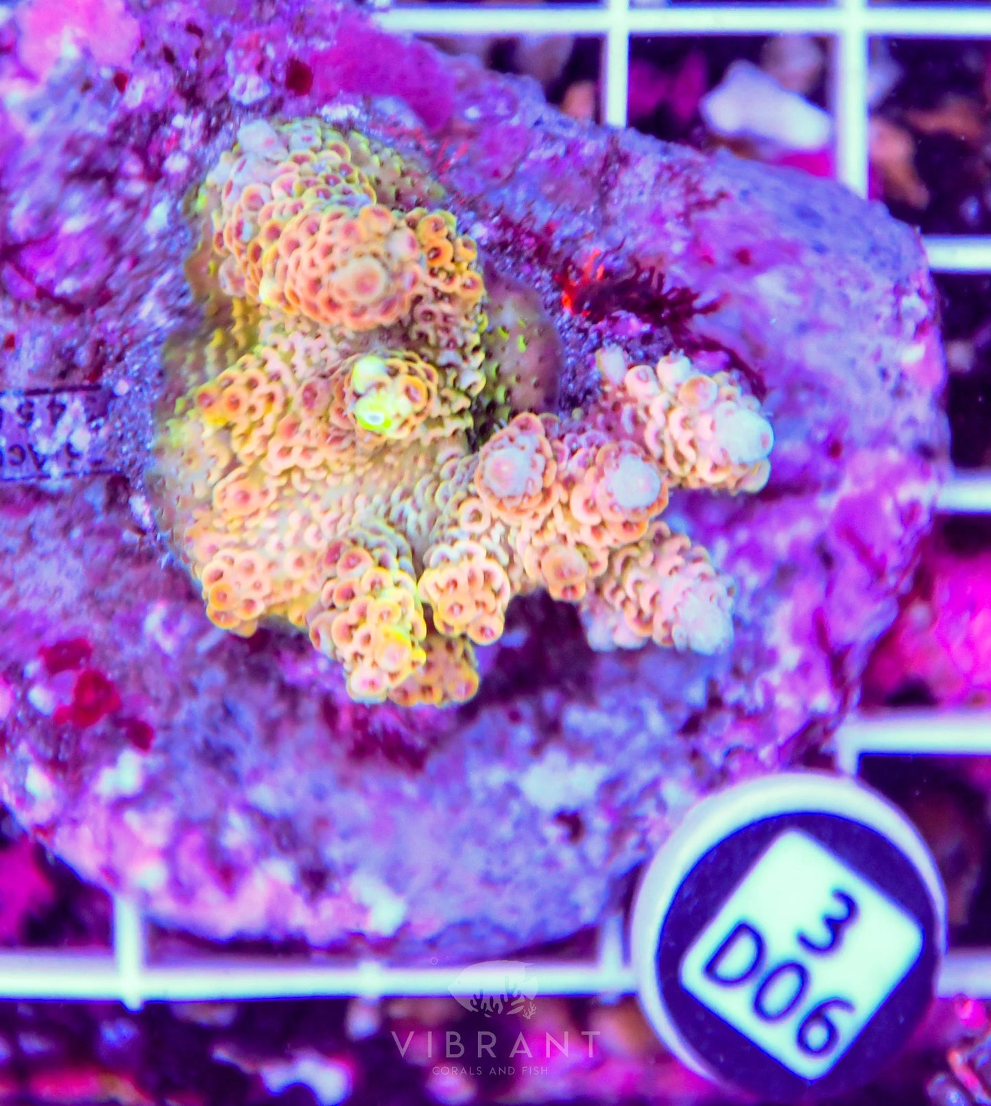 Acro INDO