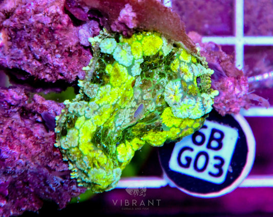 Mushroom INDO