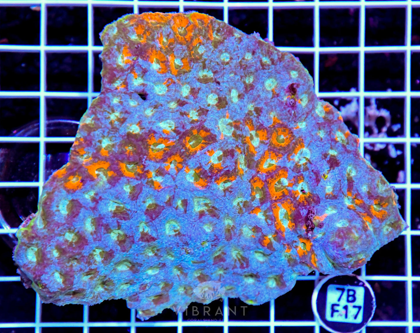 Acan Echinata INDO W