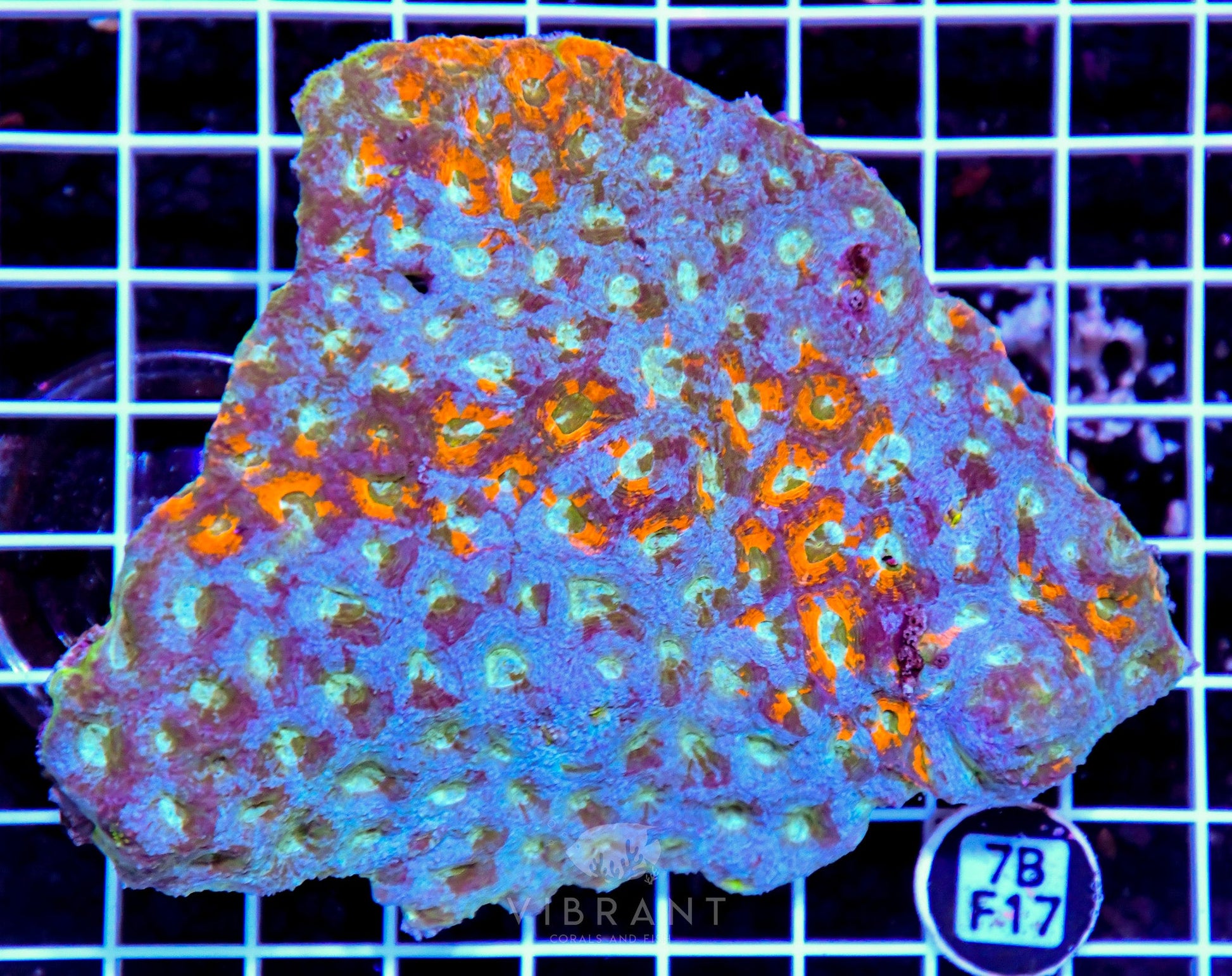Acan Echinata INDO W