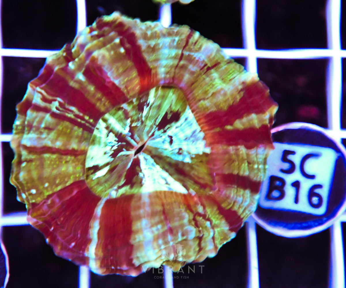 Acanthophyllia AUS