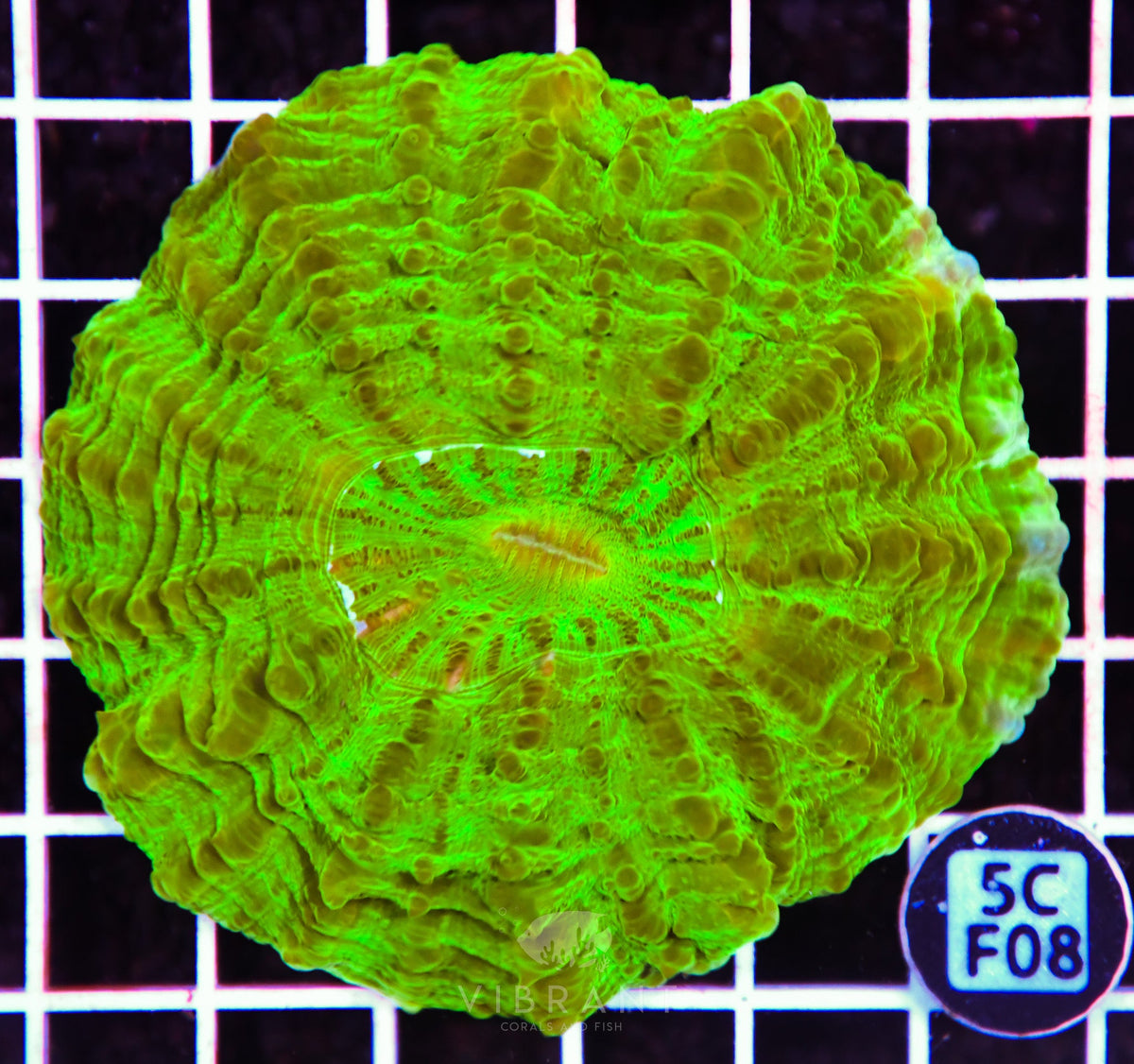 Acanthophyllia AUS