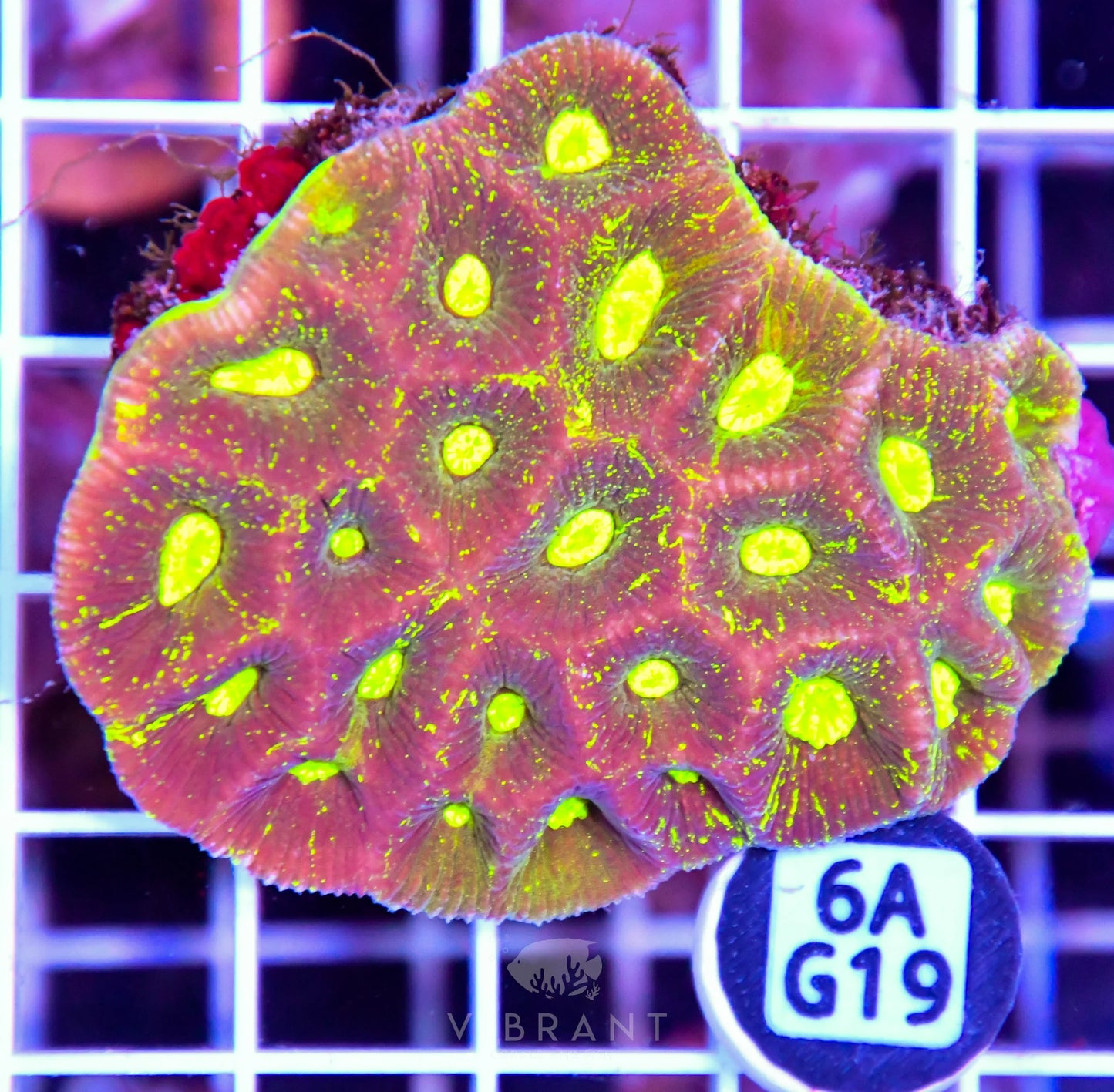 Goniastrea AUS