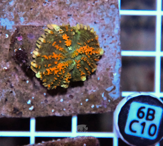 Mushroom INDO